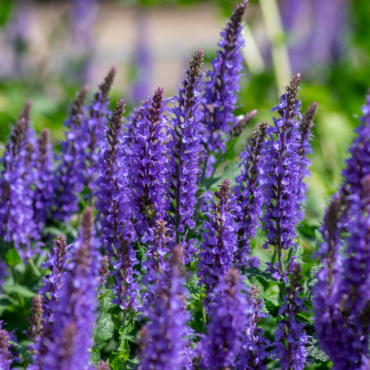 Salvia - Synchro Blue 1.5L features tall spikes of vibrant purple flowers clustered among green foliage, creating a dense, colorful garden display. This drought tolerant perennial is an excellent choice for lasting beauty.