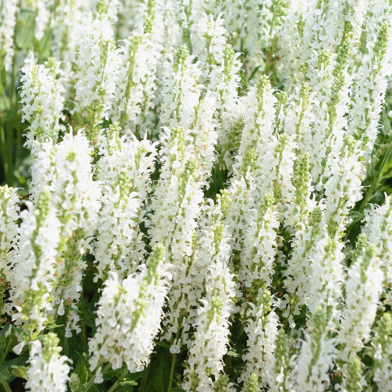 Salvia 'Apex White' 2L features dense clusters of tall, slender white flowers on green stems and leaves; this perennial thrives in bright sunlight and is drought tolerant.