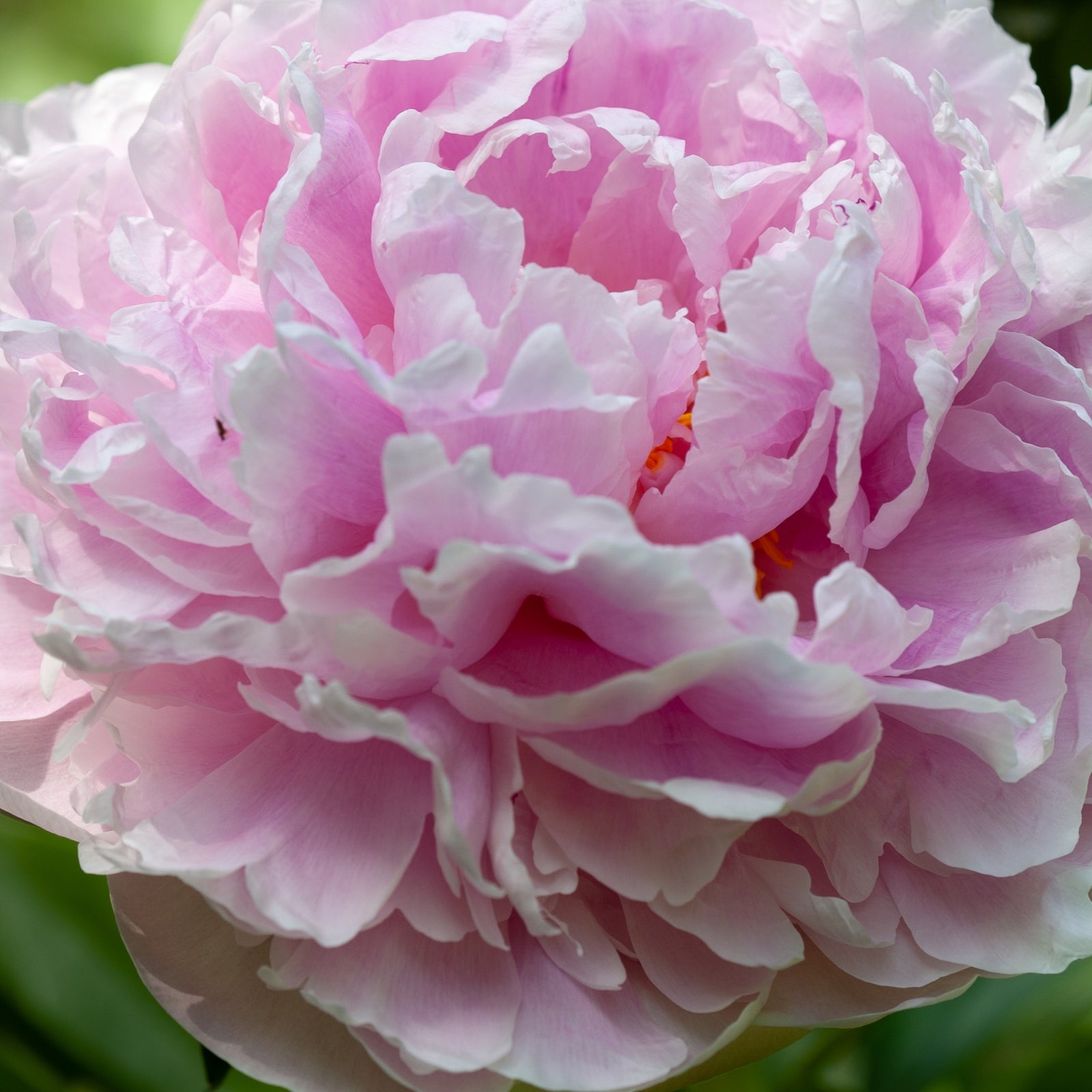 Peony 'Sarah Bernhardt' 1L features large, fragrant, pink blooms with lush, ruffled petals, set against dark green foliage for a striking garden display.