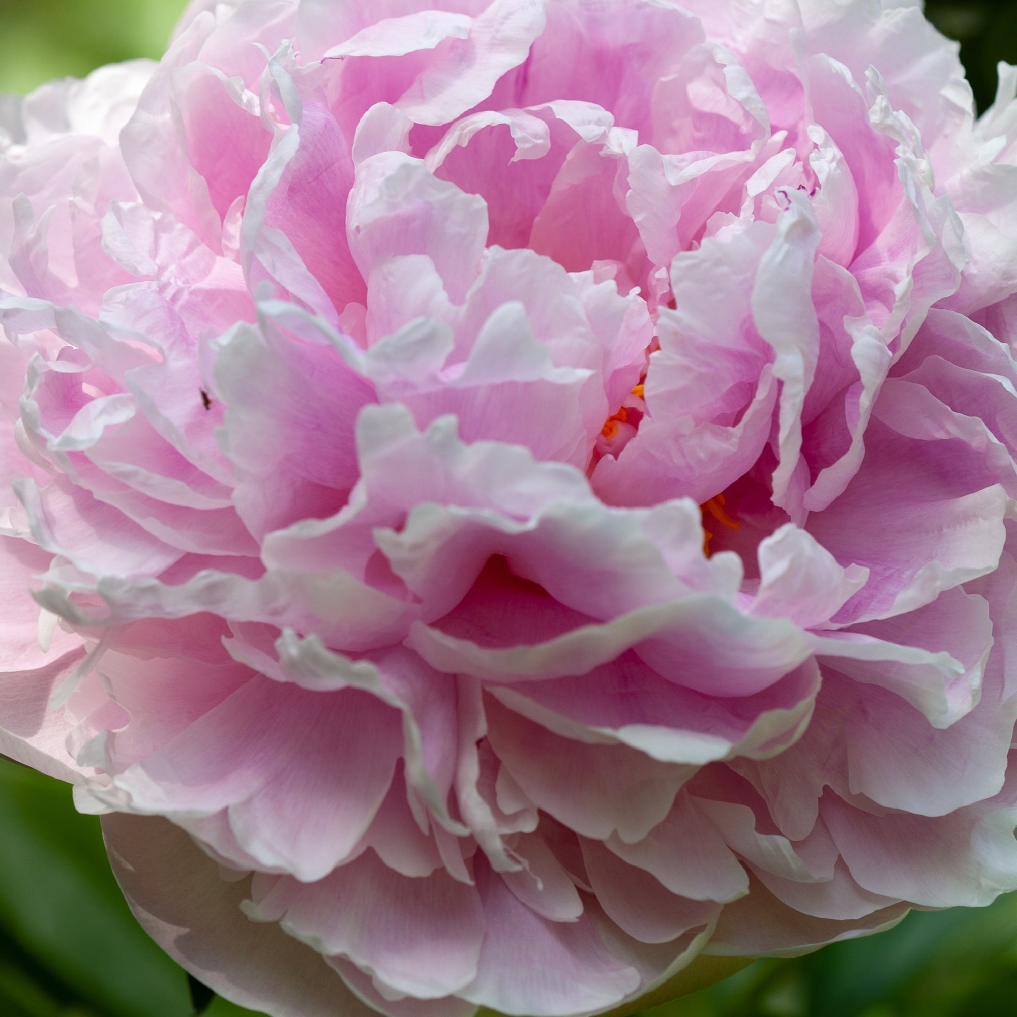 Peony 'Sarah Bernhardt' 1L