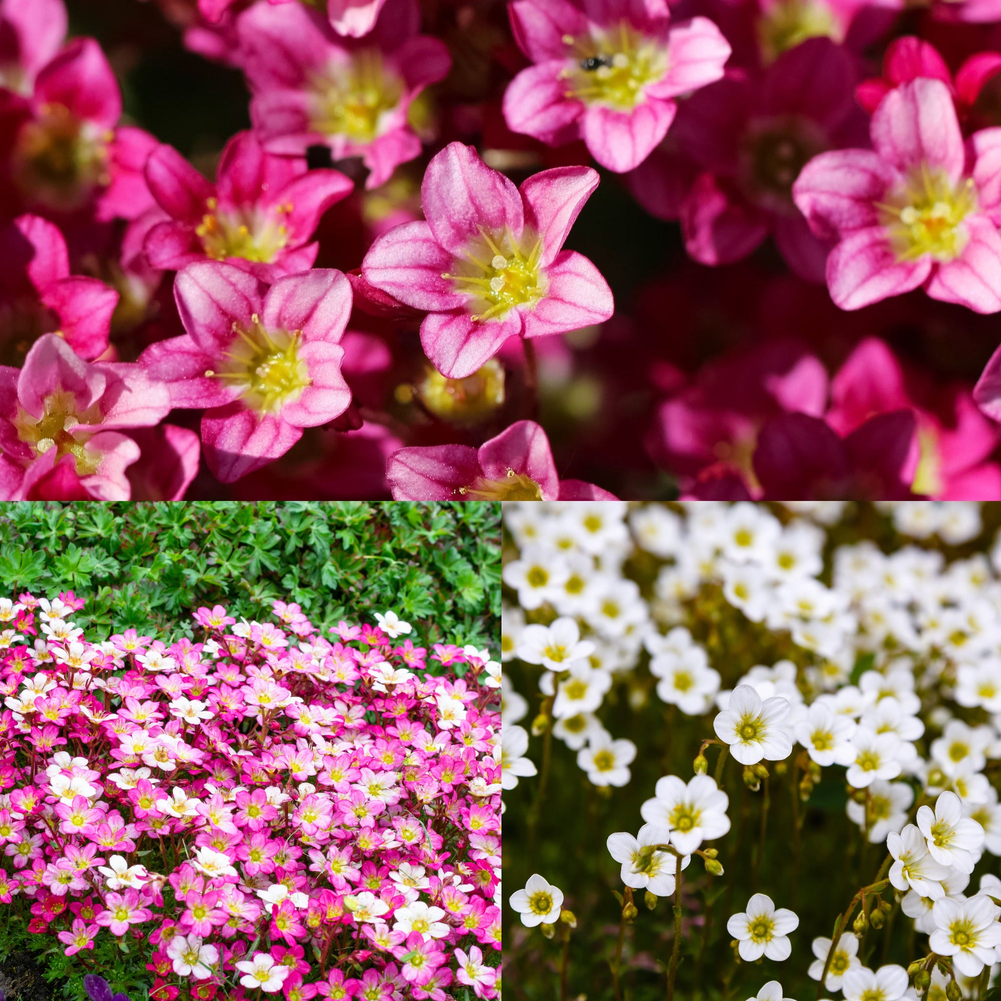 SPECIAL OFFER: Saxifraga - Pixie Mix of 5