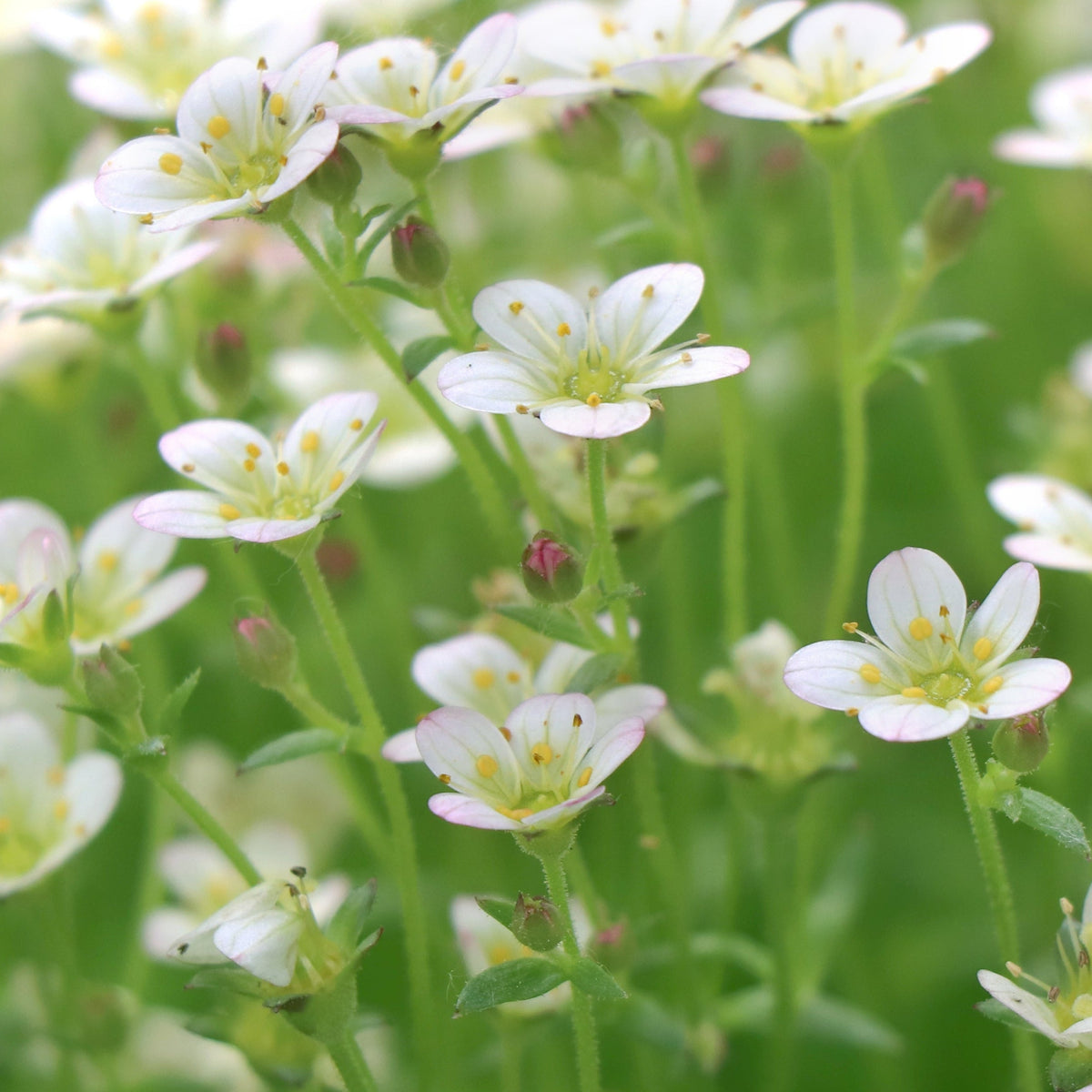 Close-up of Saxifraga x Arendsii Touran White 1.5L: small white flowers with yellow centers and light pink edges, packed together against a blurred green backdrop—perfect for creating vibrant rockery displays.