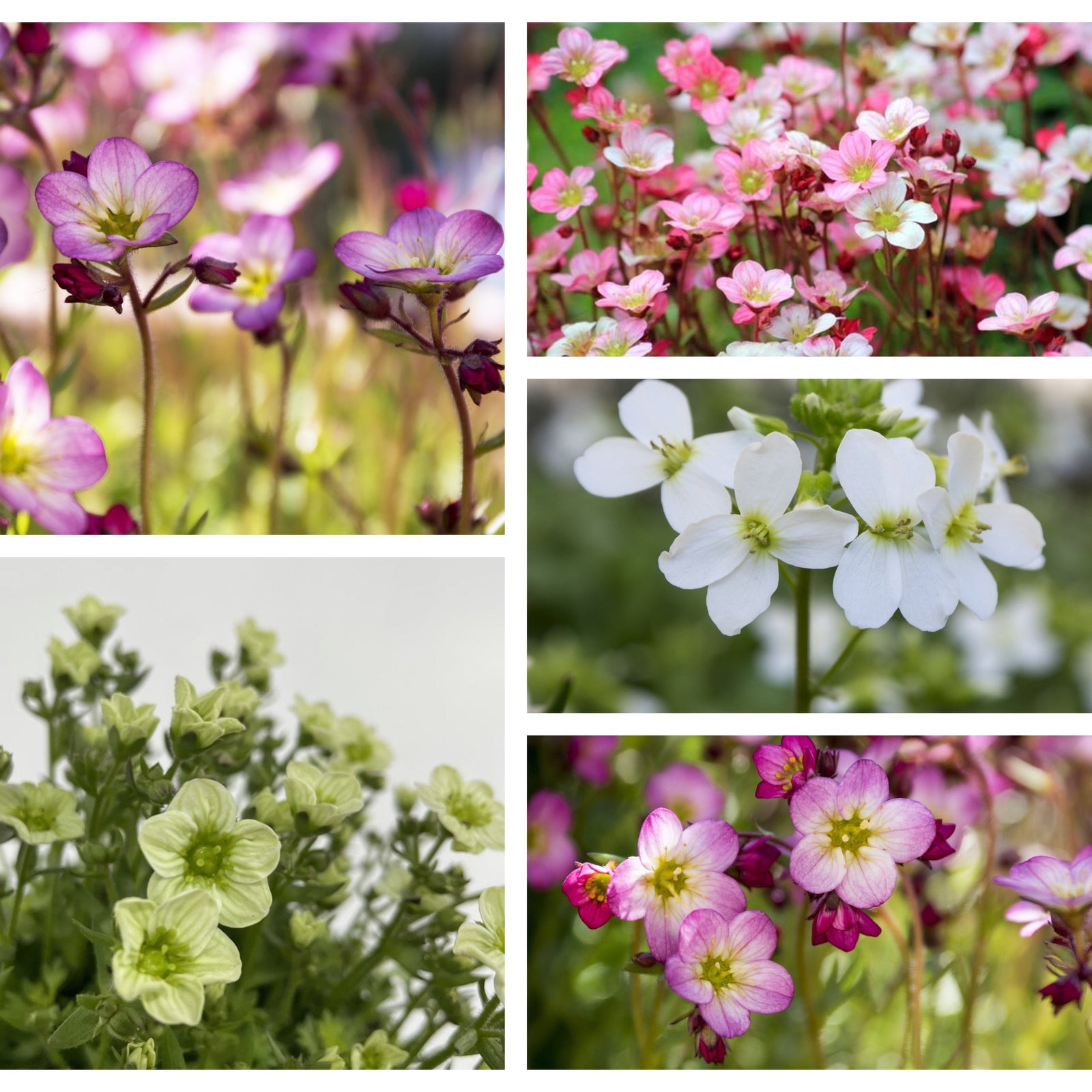 A close-up collage of Saxifraga Mix—five beautiful perennial plants in purple, pink, white, greenish-white, and magenta—with blurred natural backgrounds.