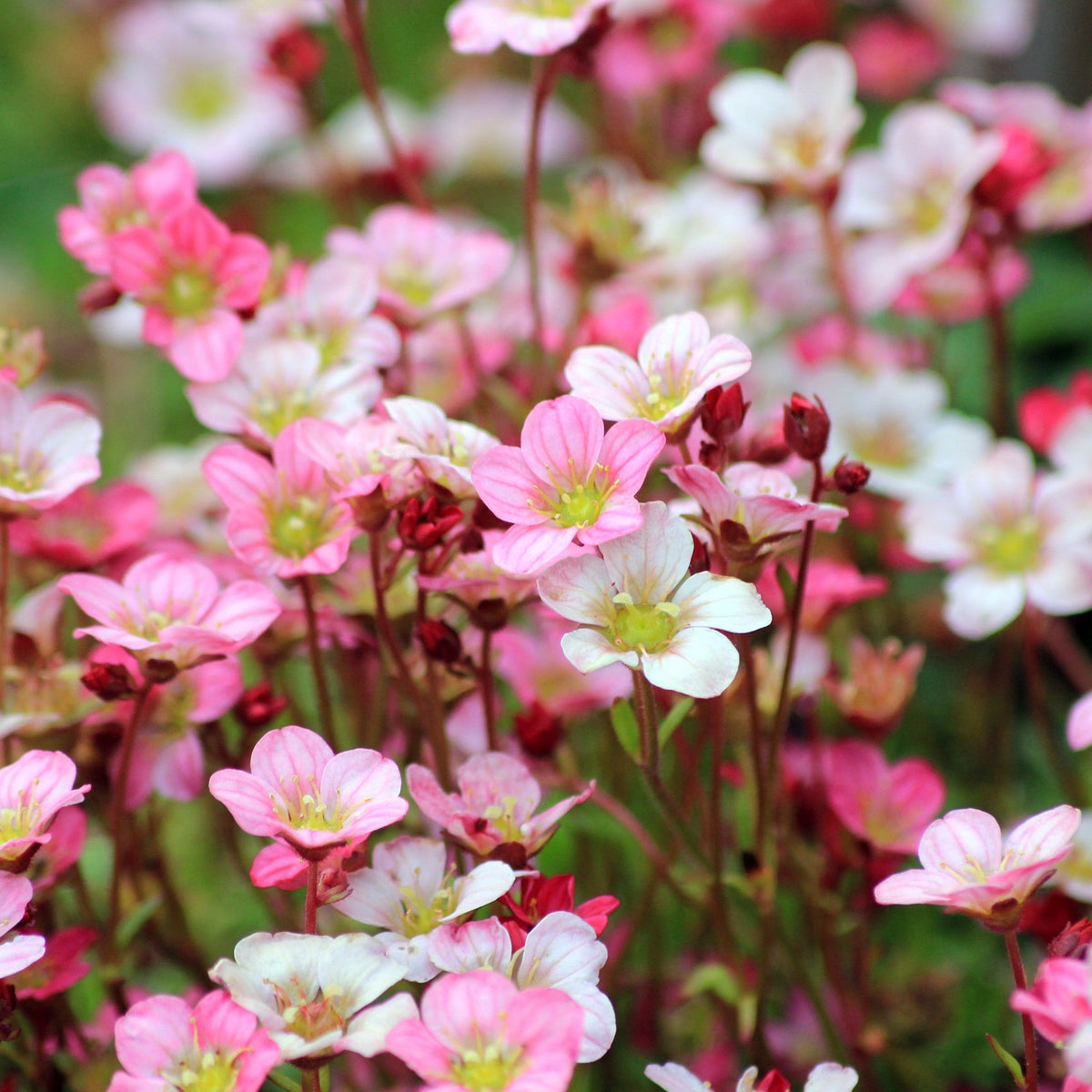 Saxifraga x Arendsii &#39;Early Magic Salmon&#39; 1.5L features clusters of delicate pink and white blooms with yellow centers amid green foliage—an ideal evergreen perennial for your rockery plant collection.