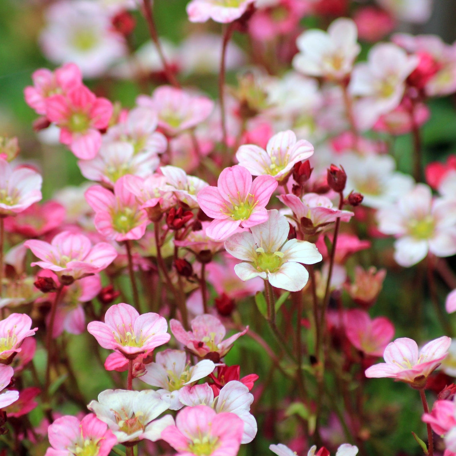 Saxifraga x Arendsii 'Early Magic Salmon' 1.5L features clusters of delicate pink and white blooms with yellow centers amid green foliage—an ideal evergreen perennial for your rockery plant collection.