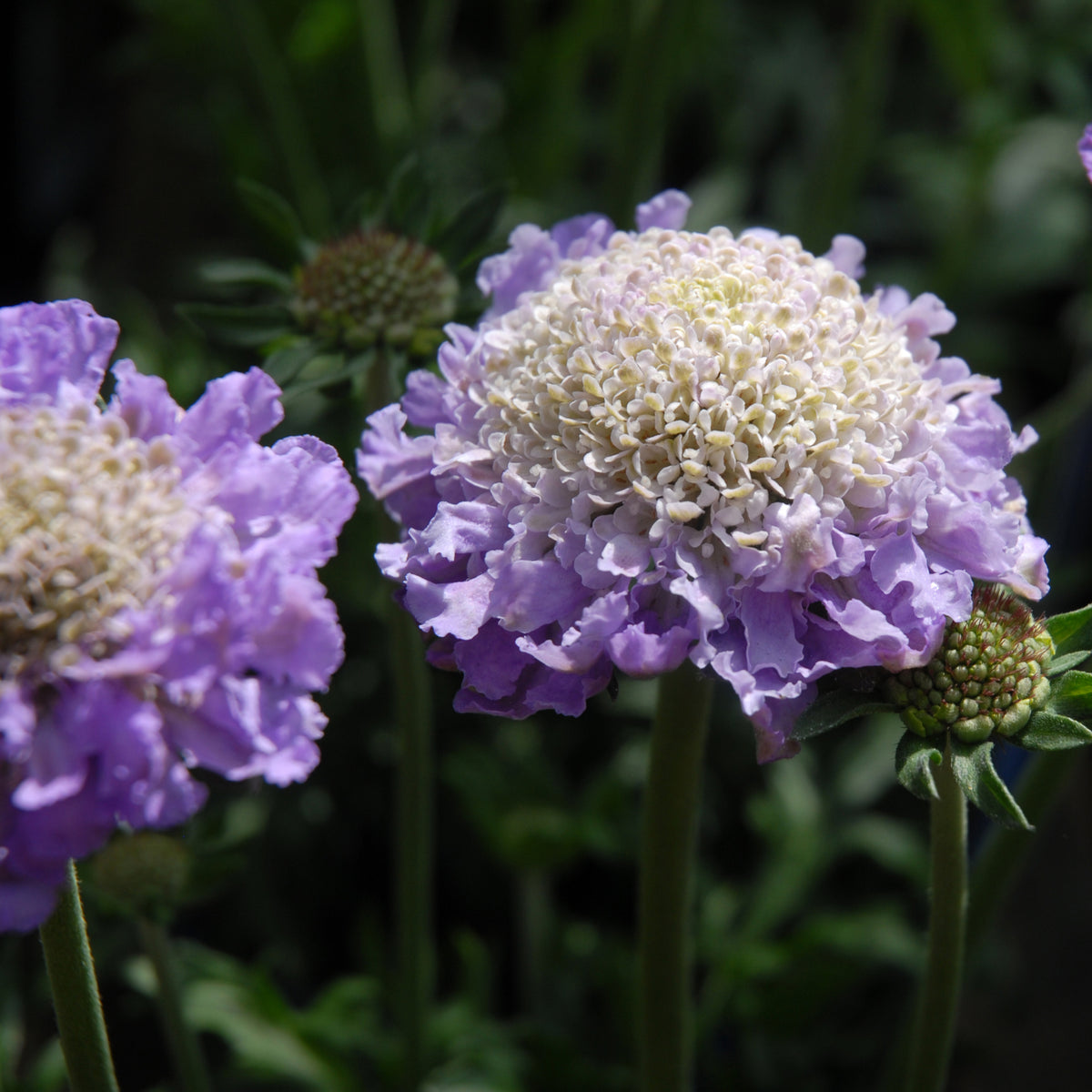 Scabious &#39;Flutter Deep Blue&#39; 2L