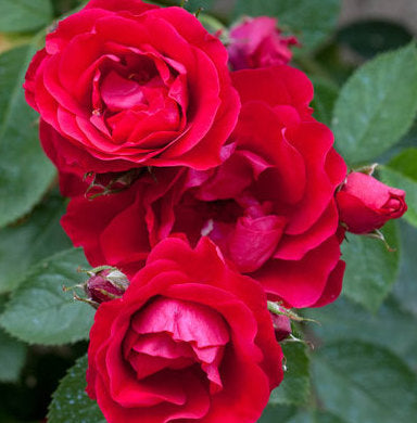 Rose Scarlet Queen Elizabeth | Floribunda | 4L Potted Rose