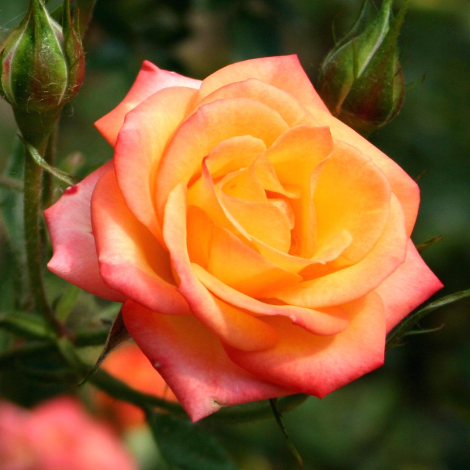 Clusters of peach and yellow blooms with green leaves and rosebuds set against a grassy backdrop—Rose Scent From Heaven Climbing Rose (4L Potted, PRE ORDER DEC '25) is prized for its repeat flowering and powerful fragrance.