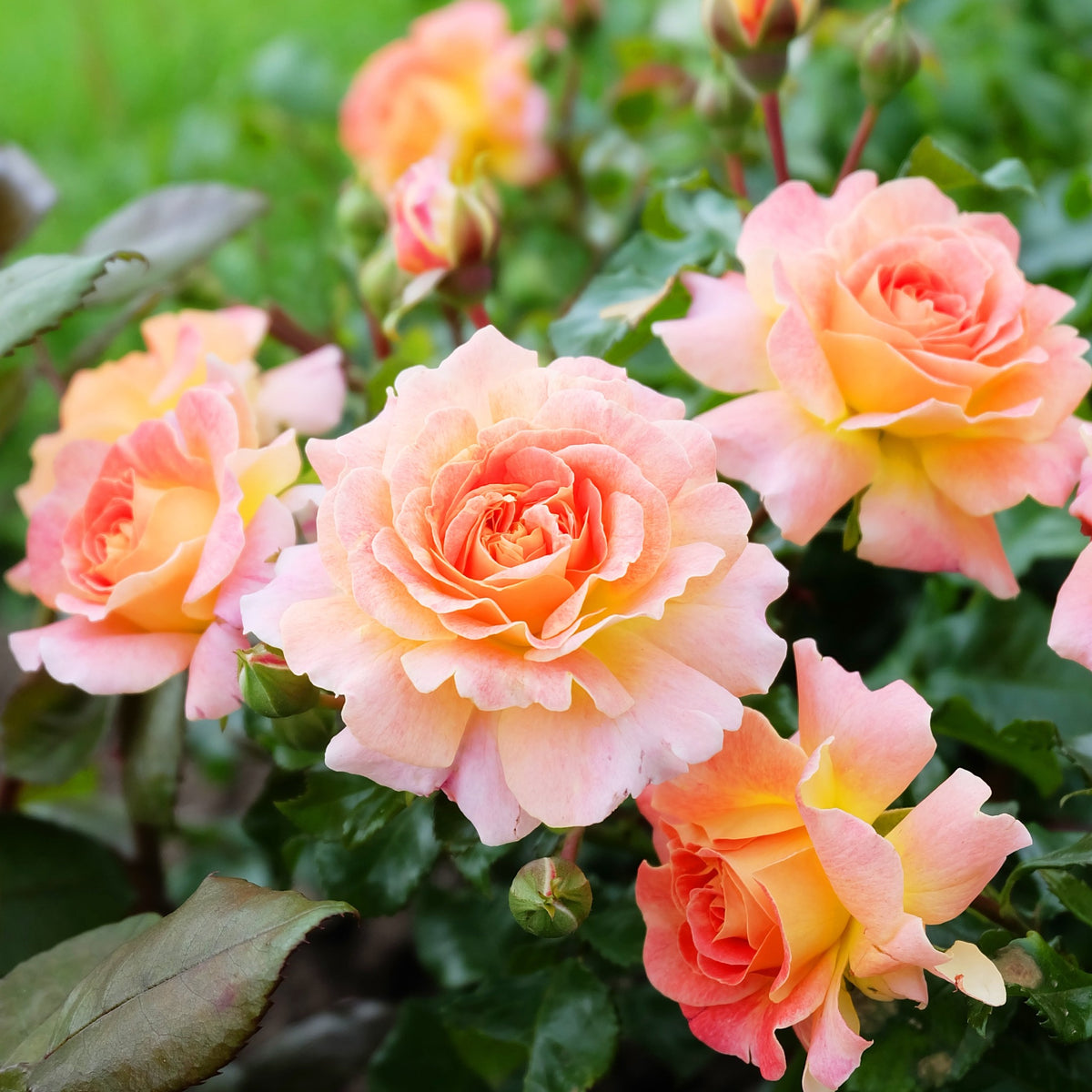 Clusters of peach and yellow blooms with green leaves and rosebuds set against a grassy backdrop—Rose Scent From Heaven Climbing Rose (4L Potted, PRE ORDER DEC &#39;25) is prized for its repeat flowering and powerful fragrance.