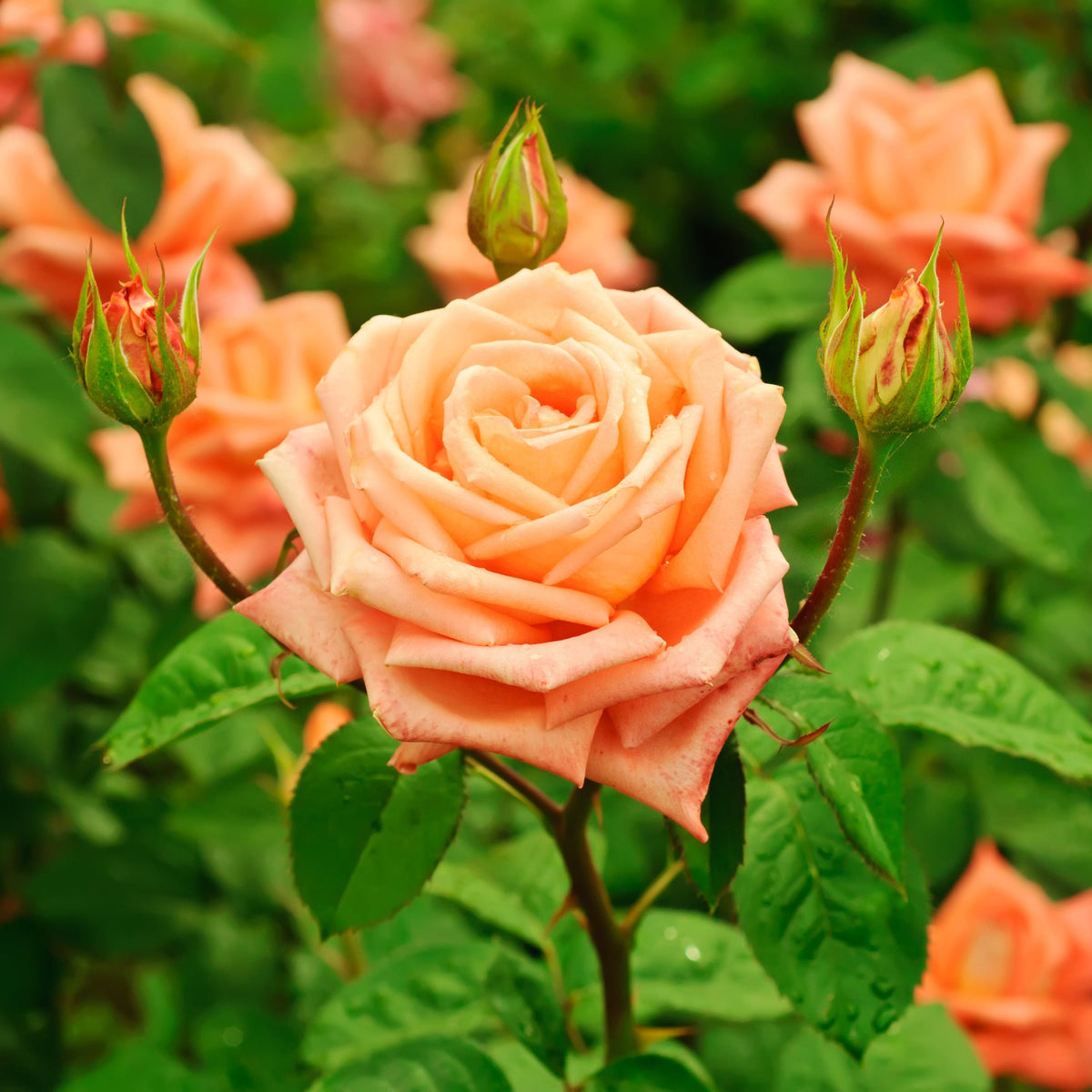 A close-up of a fragrant &#39;Schoolgirl&#39; Orange Climbing Rose blooming among green leaves and rosebuds, with more roses softly blurred in the background.