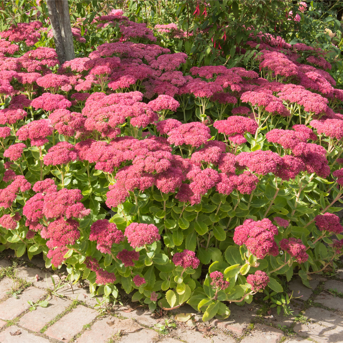A garden bed of Sedum &#39;Autumn Joy&#39; perennials with star-shaped pink blooms.
