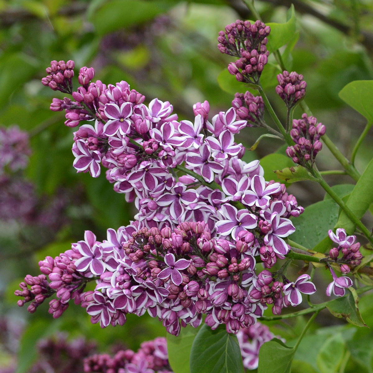 Syringa vulgaris &#39;Sensation&#39; (Lilac) 2L displays clusters of star-shaped, white-edged purple blooms among green foliage in the garden. Some buds remain closed while others are open, releasing a fragrant scent.