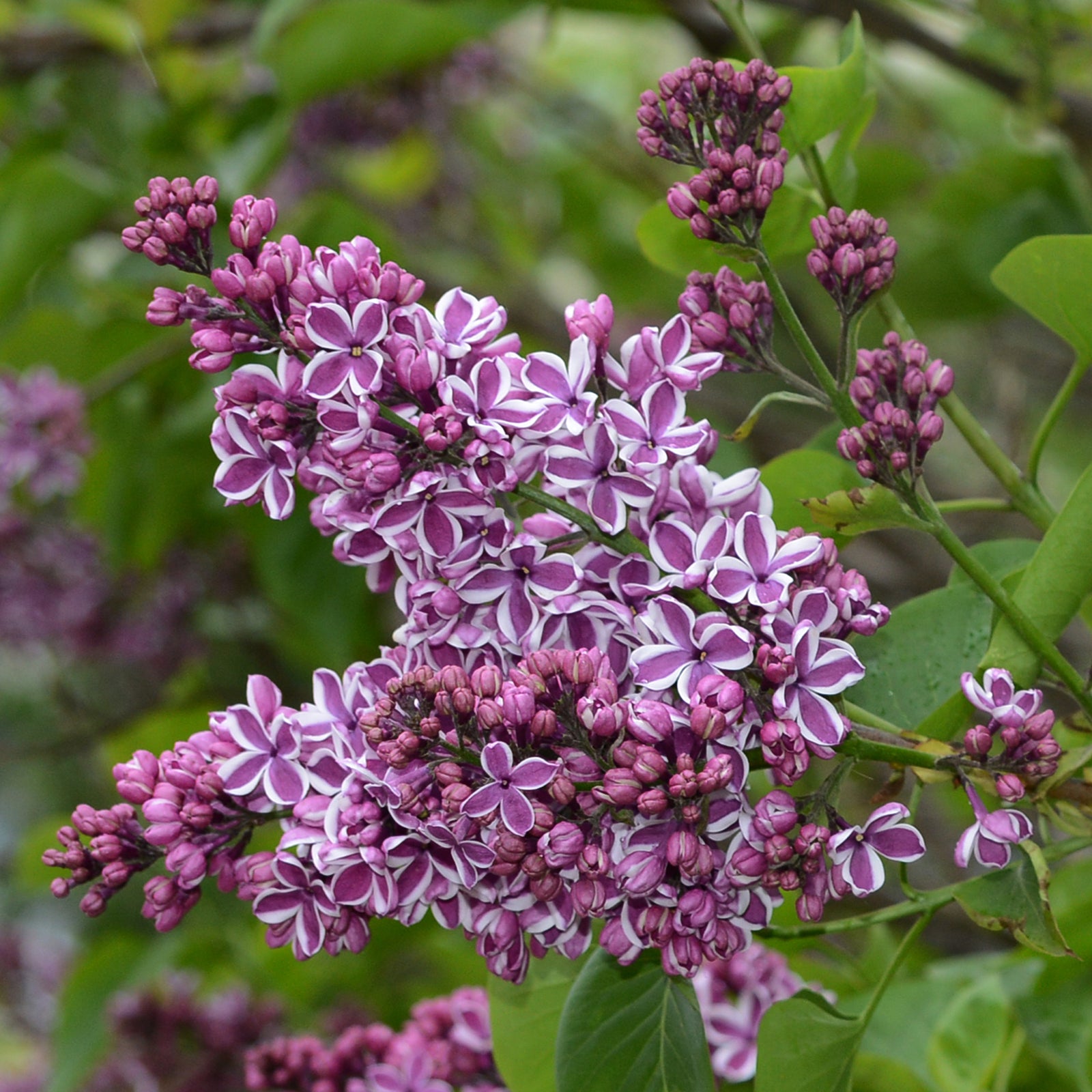 Syringa vulgaris 'Sensation' (Lilac) 2L displays clusters of star-shaped, white-edged purple blooms among green foliage in the garden. Some buds remain closed while others are open, releasing a fragrant scent.