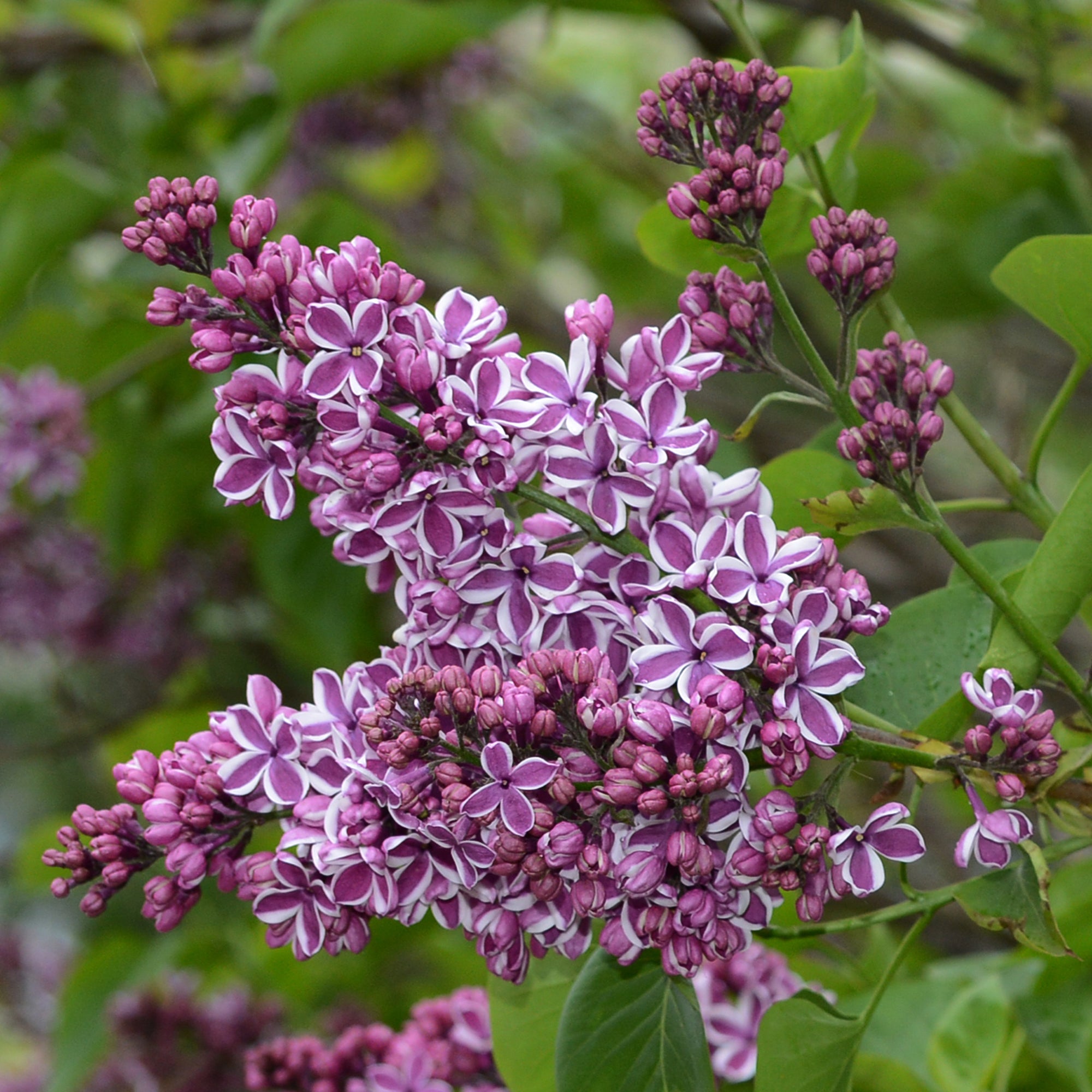 Syringa vulgaris 'Sensation' (Lilac) 2L