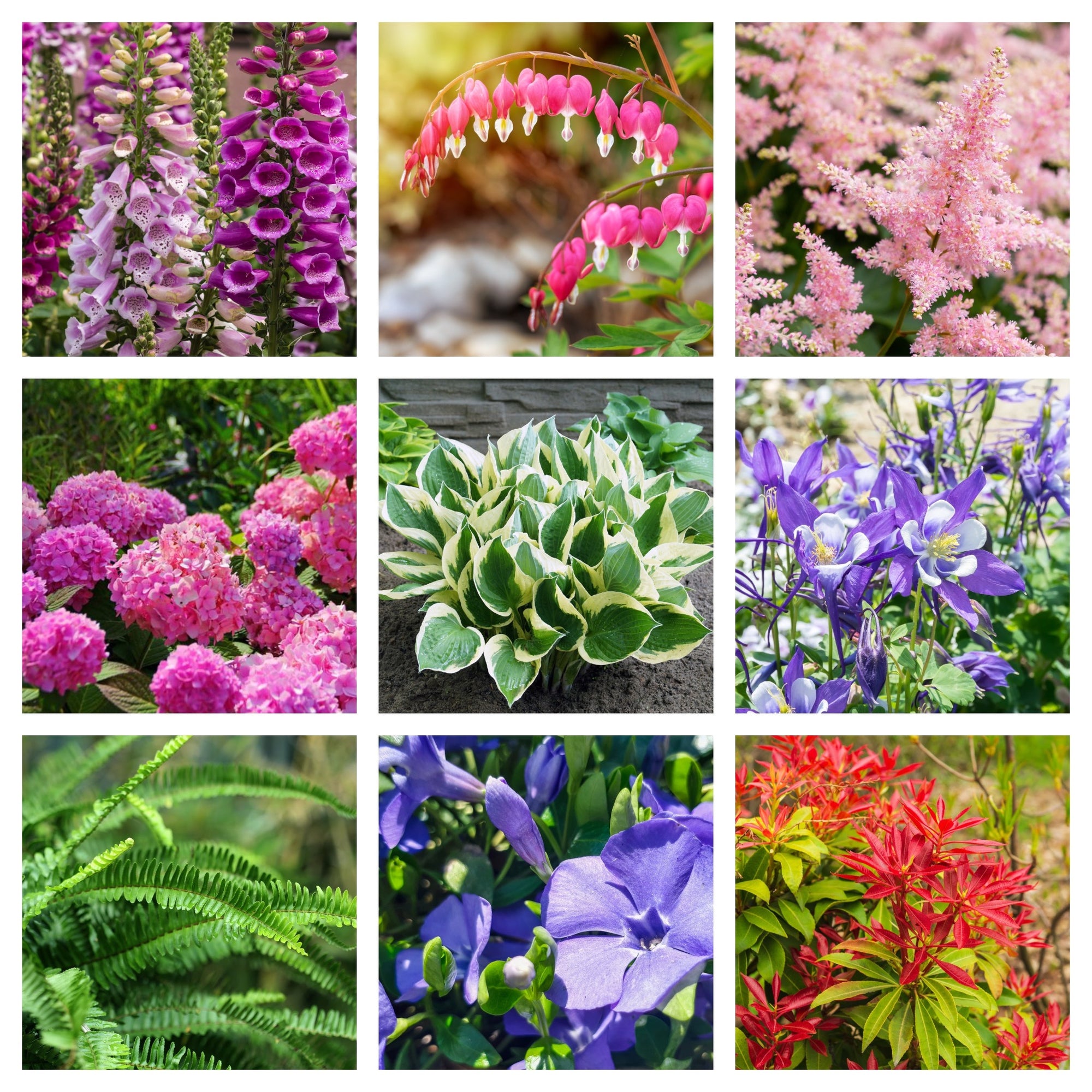 Our Hand Picked Selection of Shade Tolerant Plants