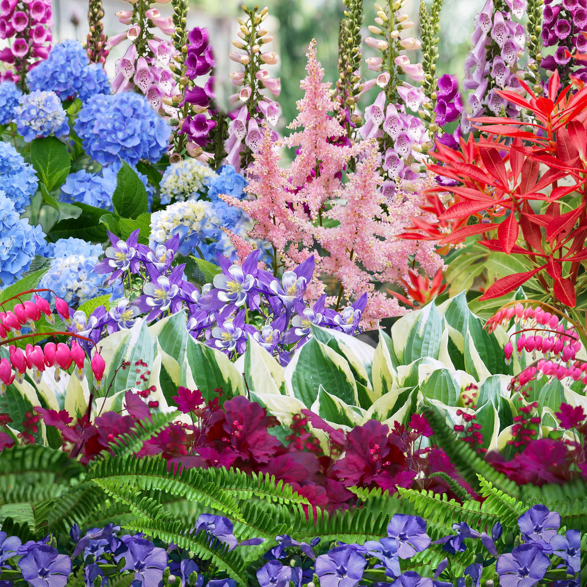 View all bundles perennials