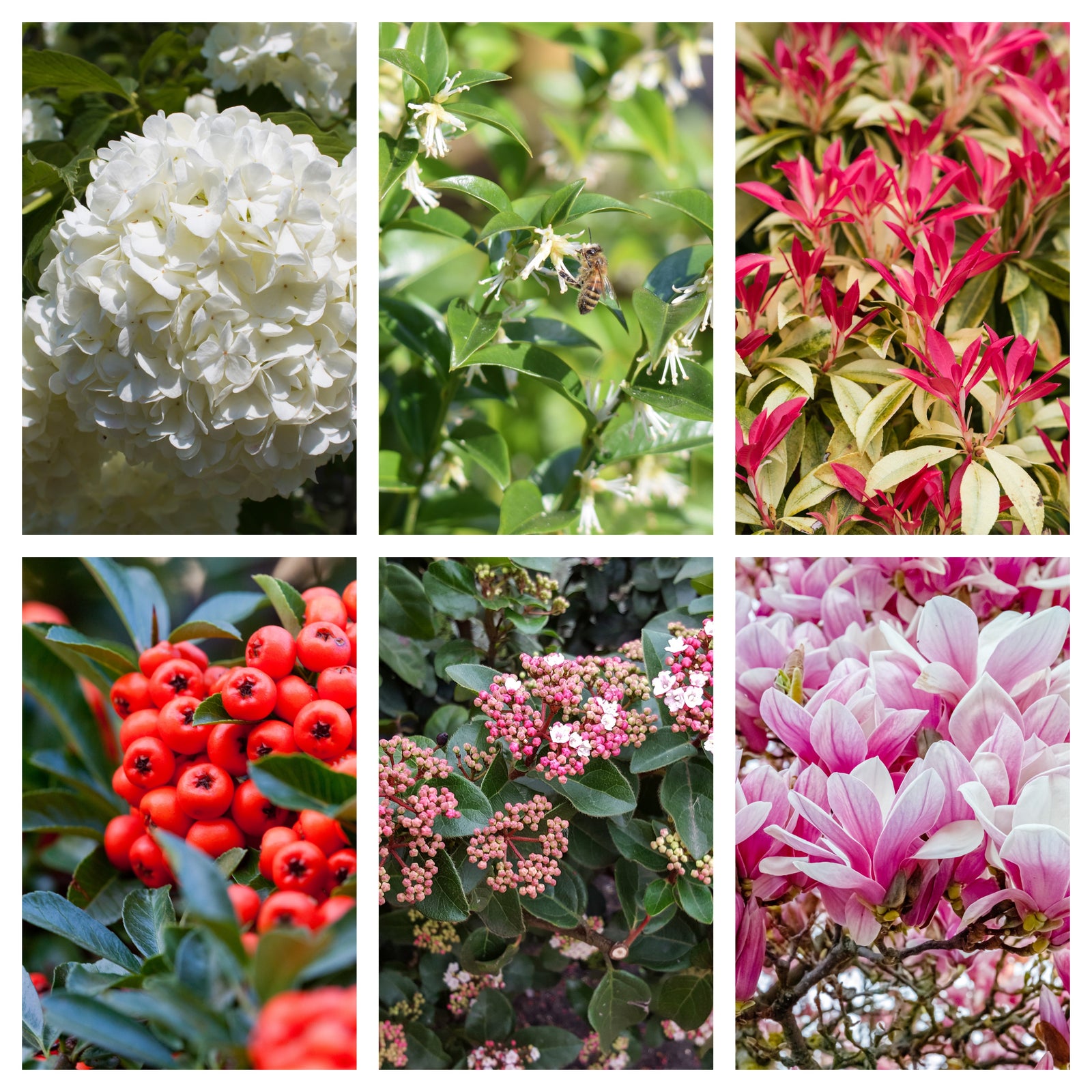 A vibrant collage of garden beauty with the "5 Shrubs for a Shady Site" collection (5 x 9cm-1L shrubs), featuring a mix of foliage perfect for shady spots.