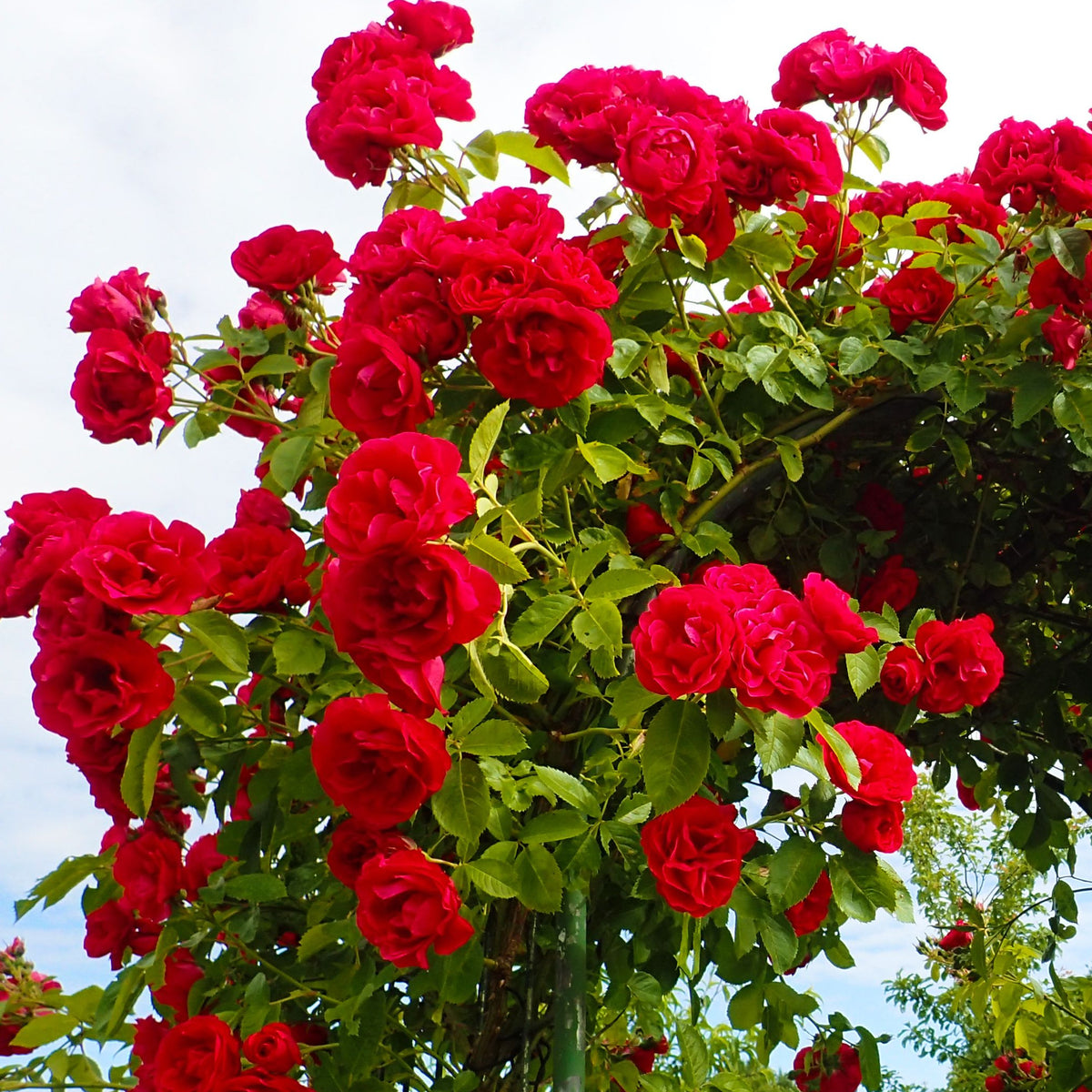 Paul&#39;s Scarlet Climbing Rose offers vibrant scarlet semi-double blooms on lush green foliage. Pre-order now for December 2025 delivery in a 4L pot.
