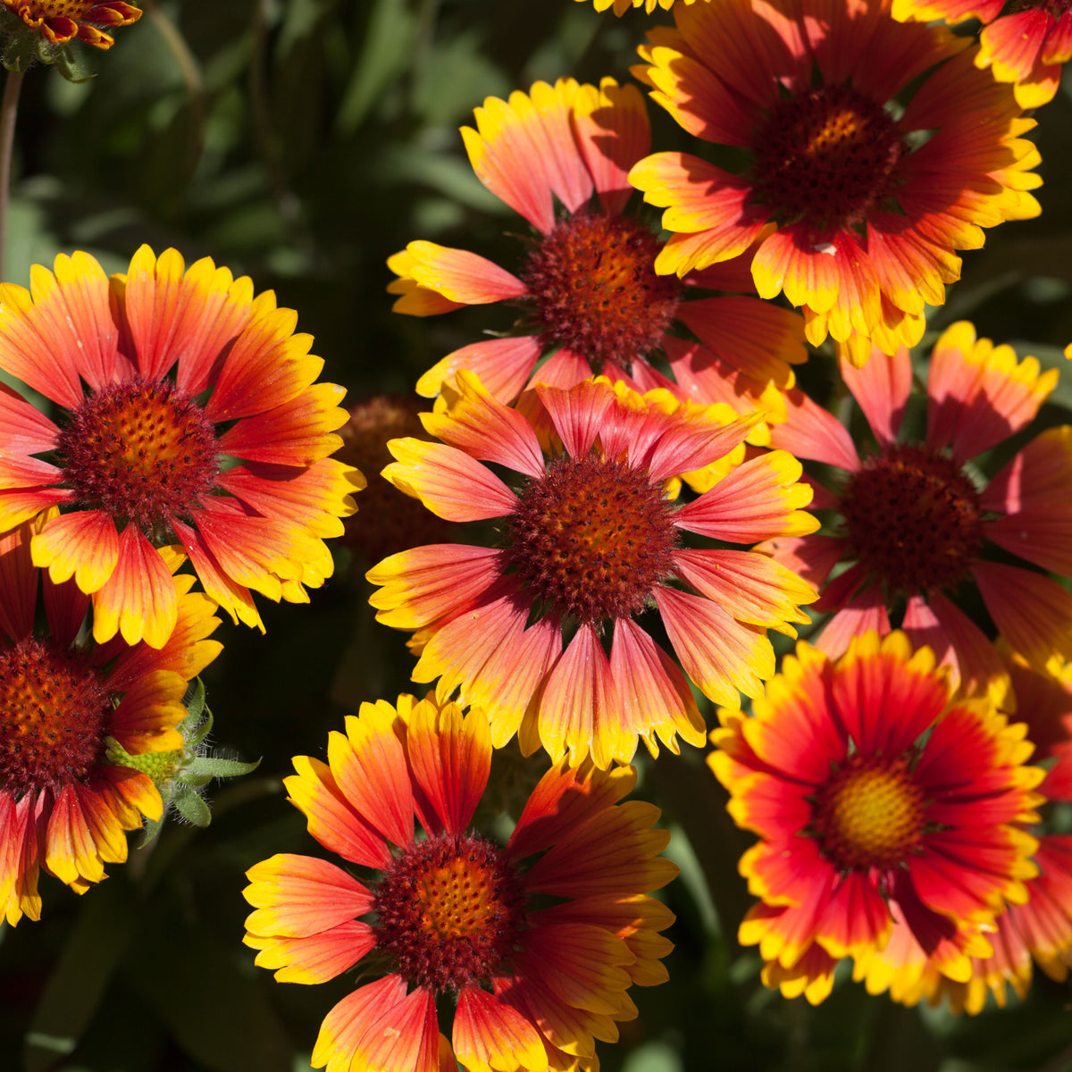 The Gaillardia 1.5L (Our Choice), a sun-loving perennial with vivid red-centered, yellow-tipped blooms, stands out beautifully against lush green foliage.