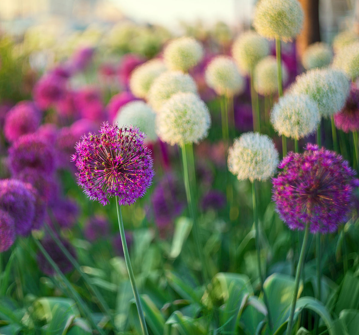Allium Border Mixture (5 Bulbs)