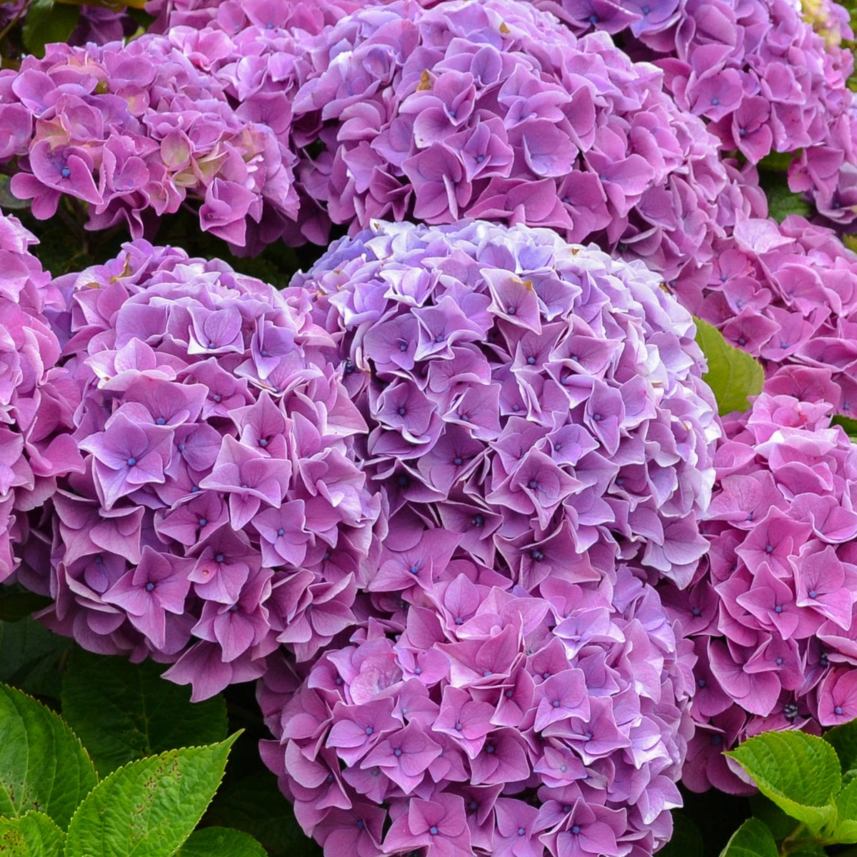 Close-up of vibrant purple Hydrangea macrophylla | Surprise colour 1.5L (Our Choice) flowers in full bloom on a lush deciduous shrub, surrounded by green leaves and a few faded blooms.