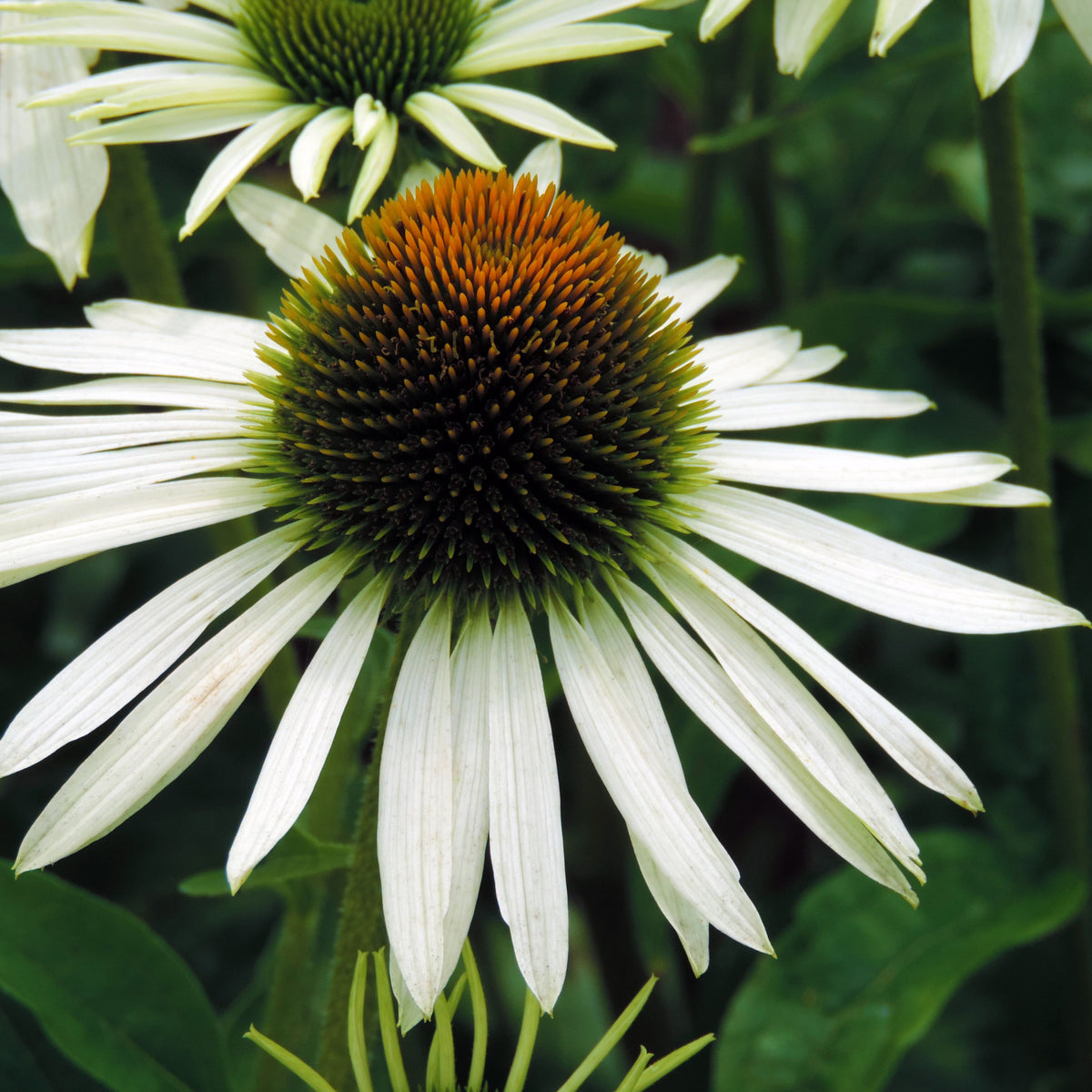 Echinacea purpurea &#39;White Swan&#39; 9cm / 2L