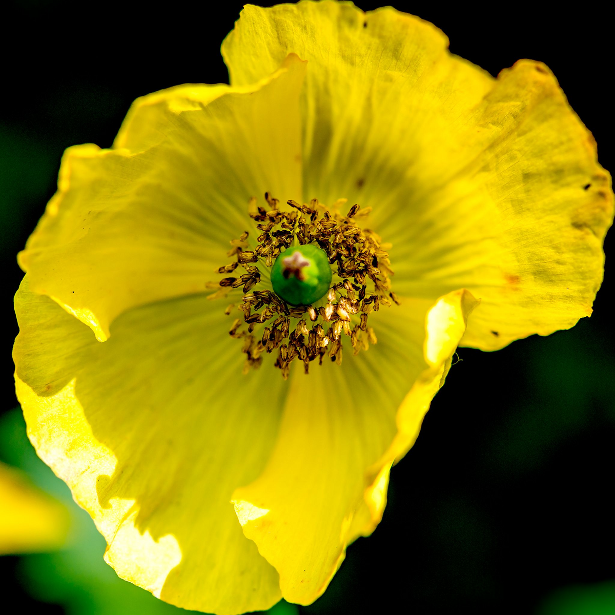 Close-up of Papaver &#39;Moondance&#39; 3L—a charming cottage garden plant—with bright yellow, slightly ruffled petals and detailed central stamen, set against a dark, blurred background.