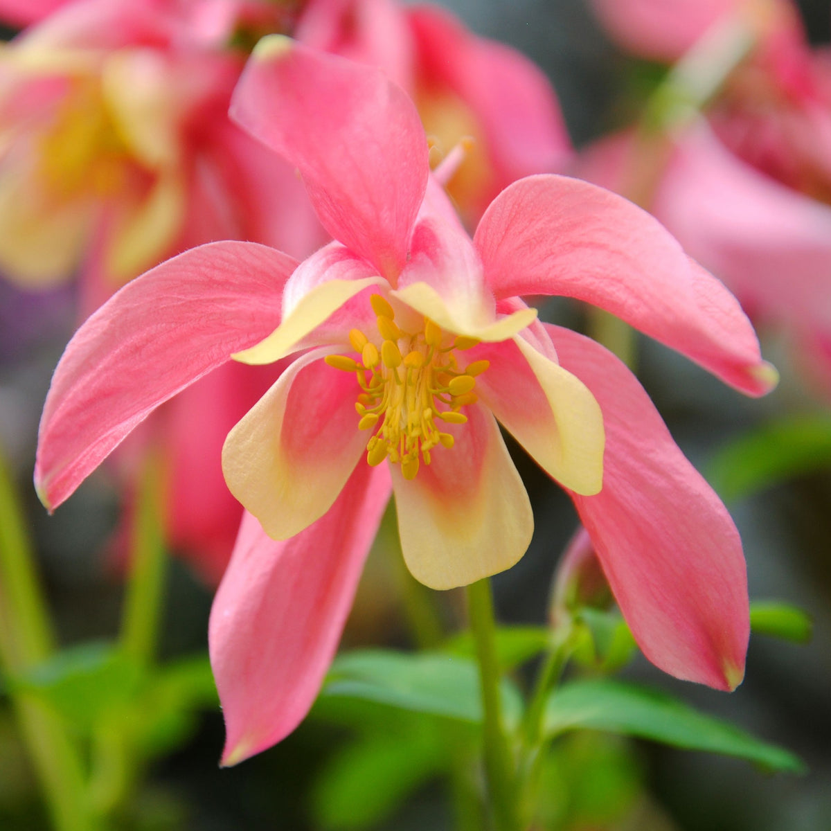 Aquilegia earlybird  Red/Yellow 9cm