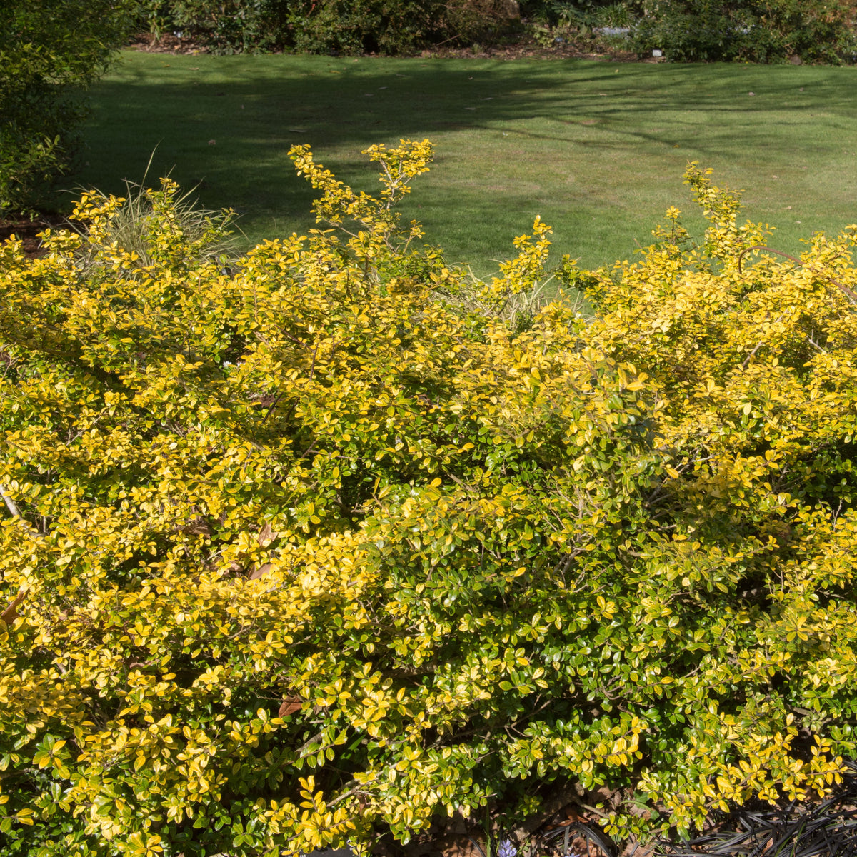Ilex crenata &#39;Golden Gem&#39; | Japanese Holly 1L