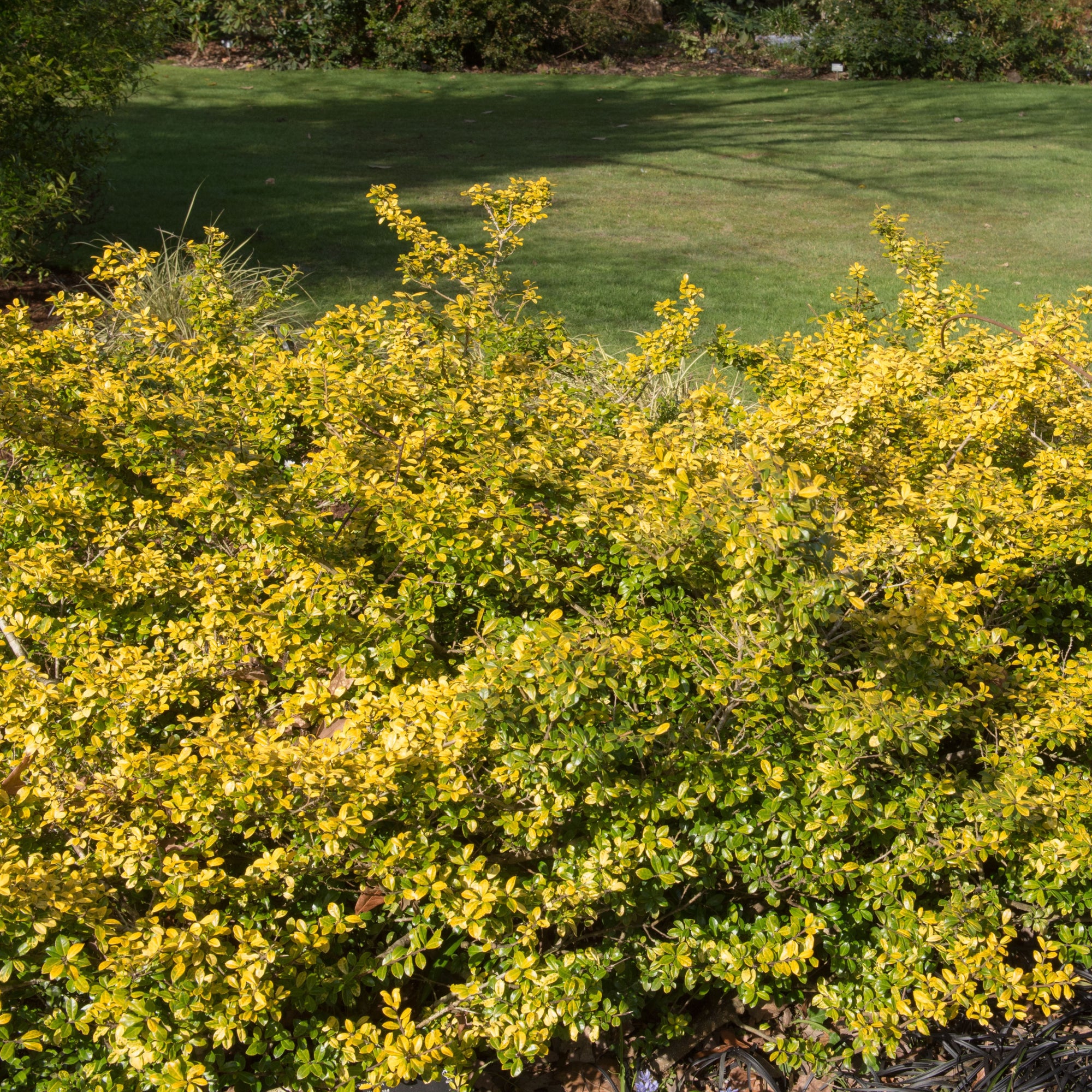 Ilex crenata 'Golden Gem' | Japanese Holly 1L