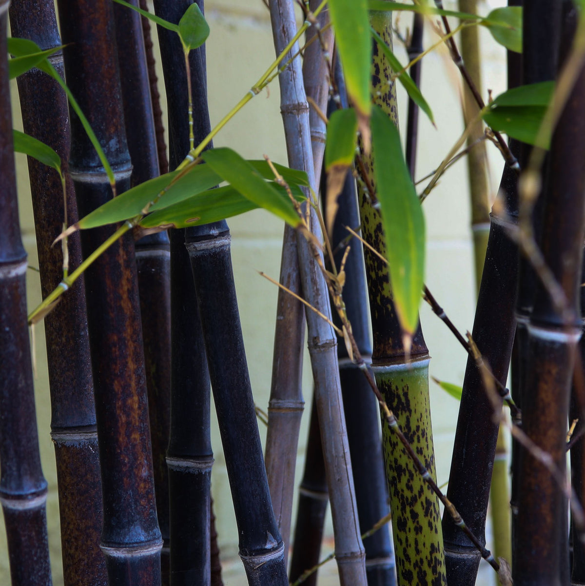 Close-up of Phyllostachys nigra | Black Bamboo 80-90cm (Multi-Buy Offers) with hardy black stalks, green leaves, and spotted evergreen stems weaving among thin branches against a light brick wall.