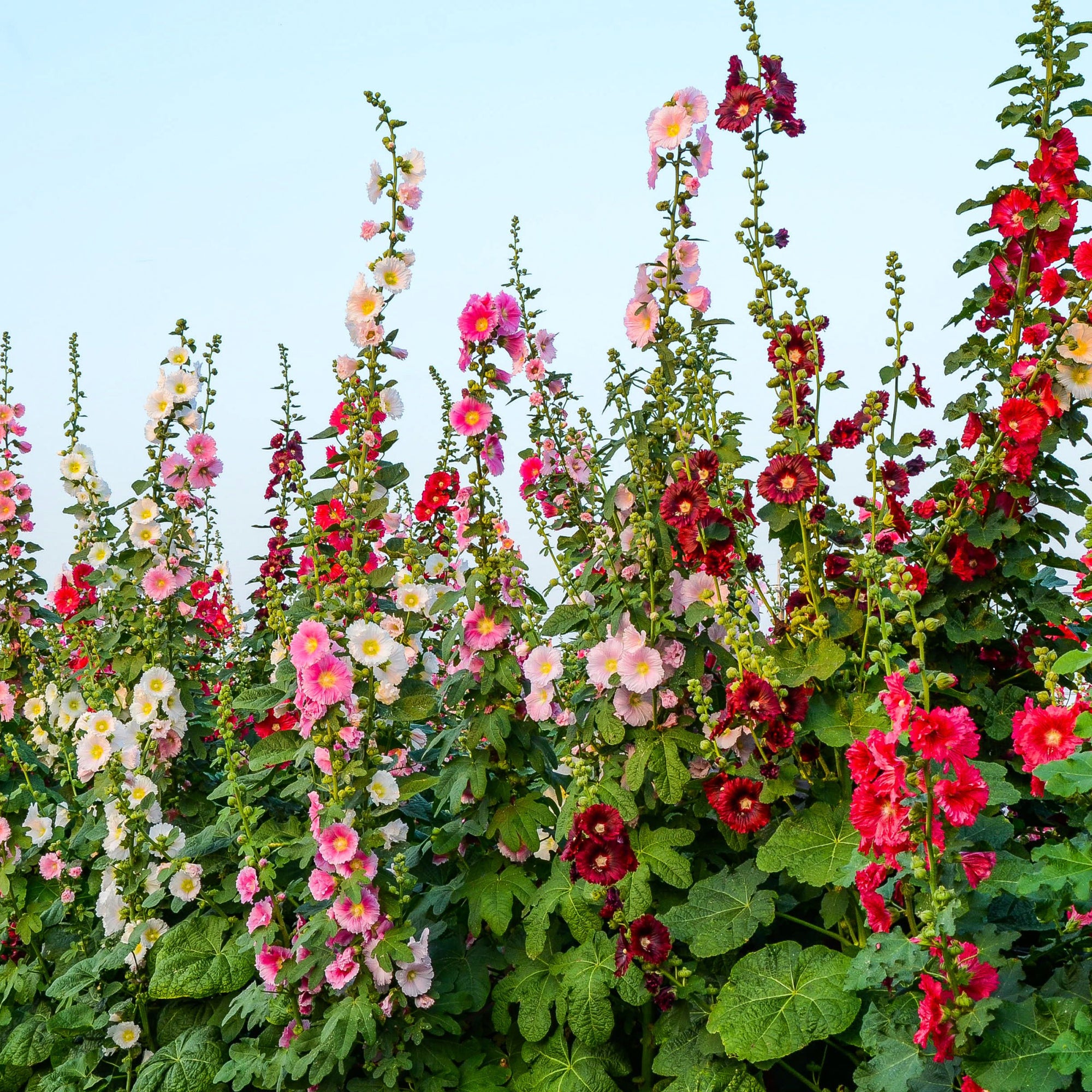 Hollyhock (Alcea) 'Charter's Double Mixed' 1L