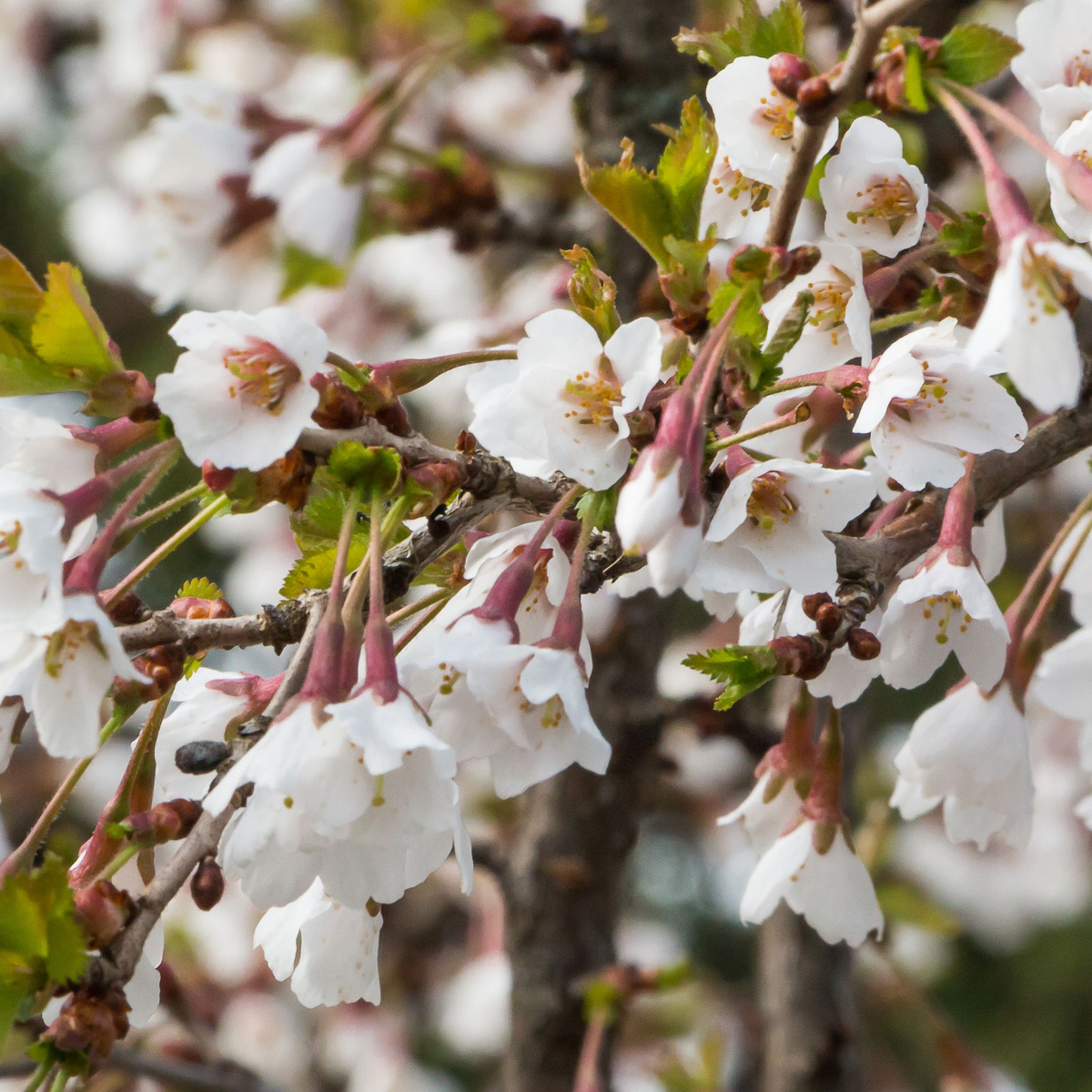 Close-up of Prunus Ornamental Flowering Cherry Blossom Shrub Incisa &#39;KOJOU-NO-MAI&#39; (9cm/2L/4L) with white cherry blossoms and pink centers, blooming among green leaves. Softly blurred background highlights the delicate spring flowers.