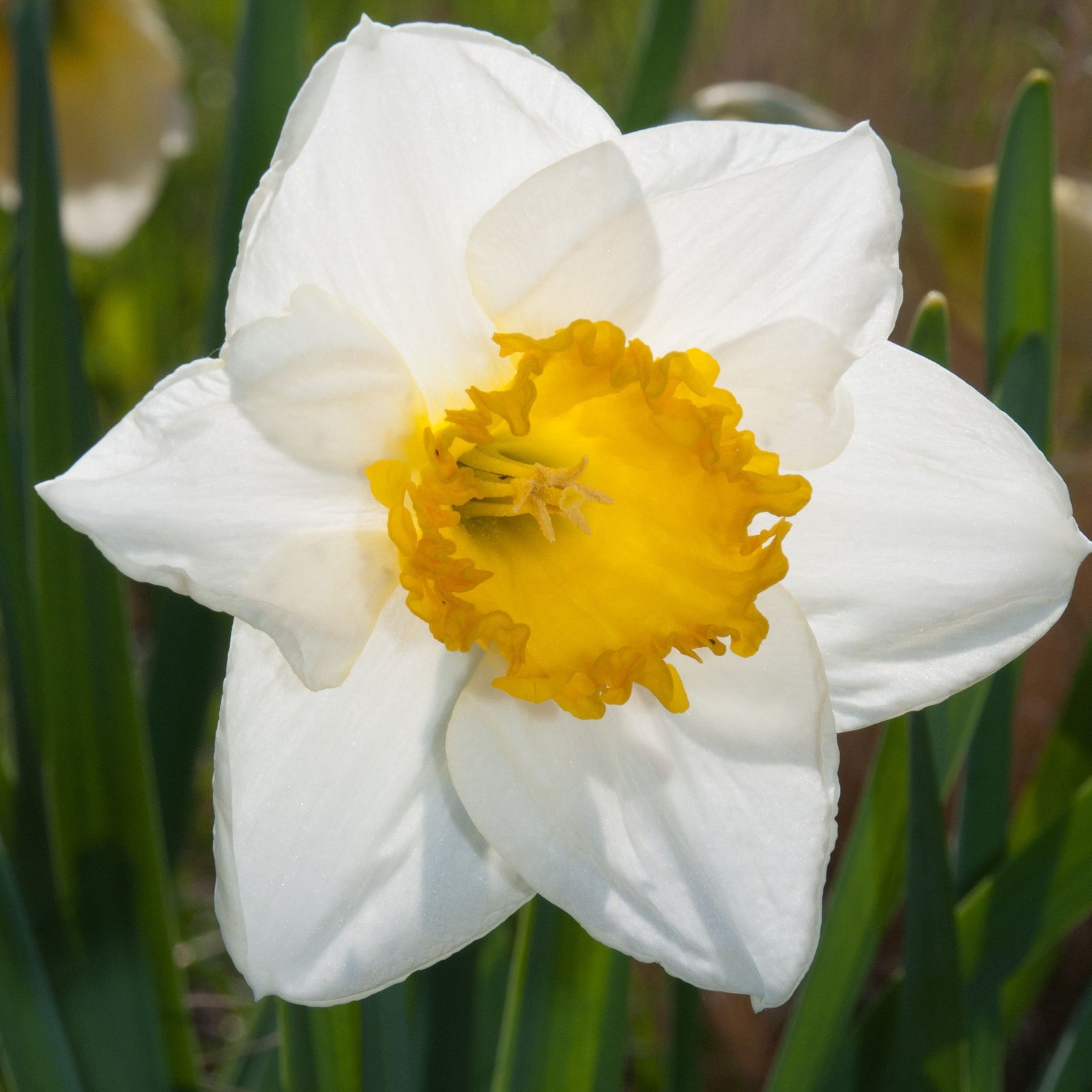 Close-up of Daffodil 'Sempre Avanti'—white petals with an orange center amid green leaves. The Daffodil Collection: 5 bulbs for bright, pollinator-friendly spring gardens.