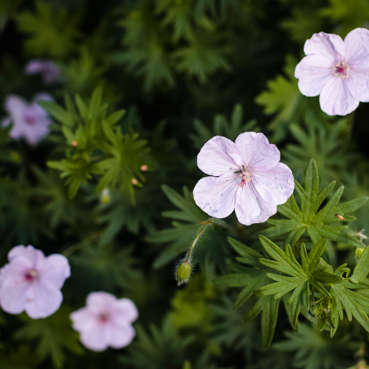 Geranium sanguineum &#39;Vision Pink&#39; 9cm