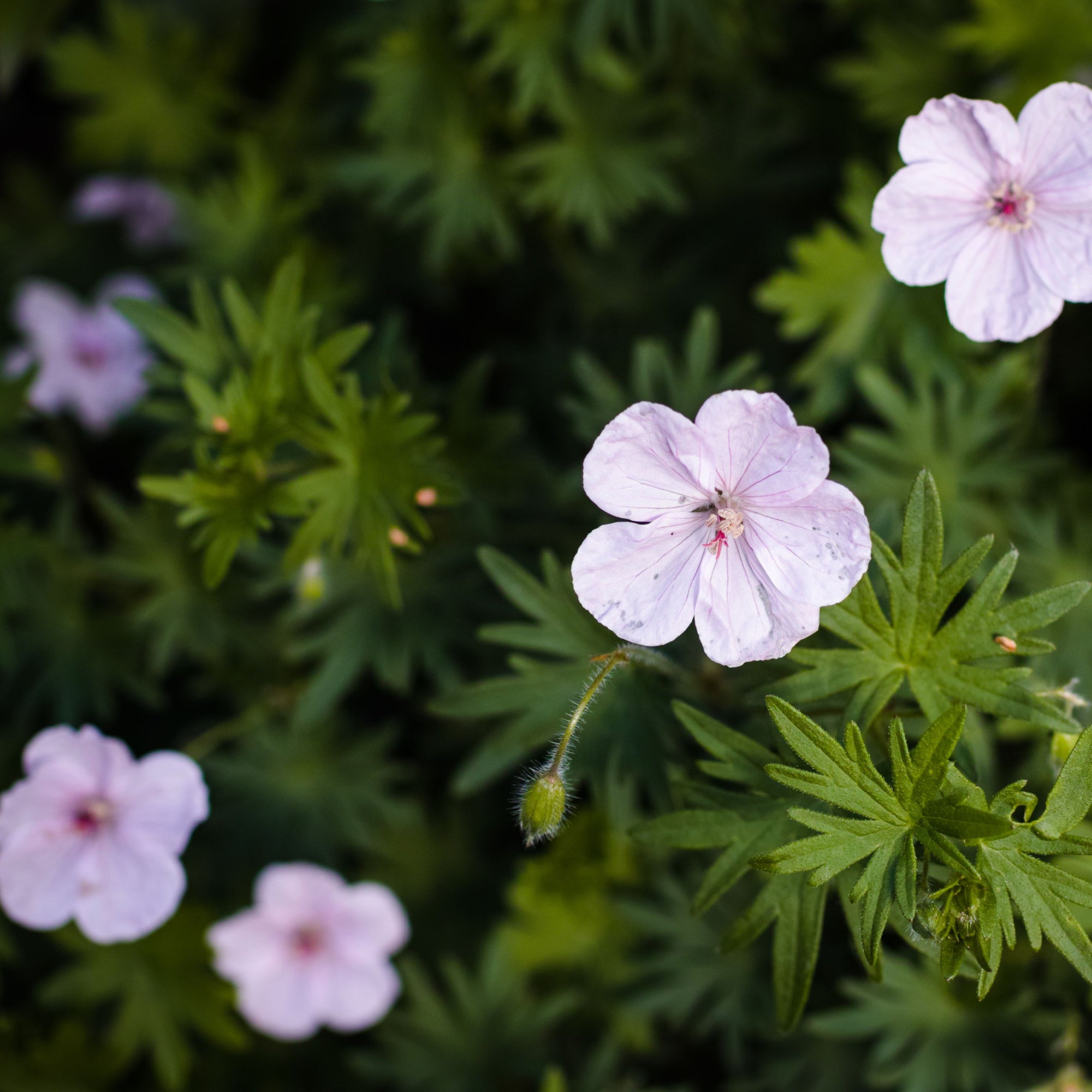 Geranium sanguineum 'Vision Pink' 9cm