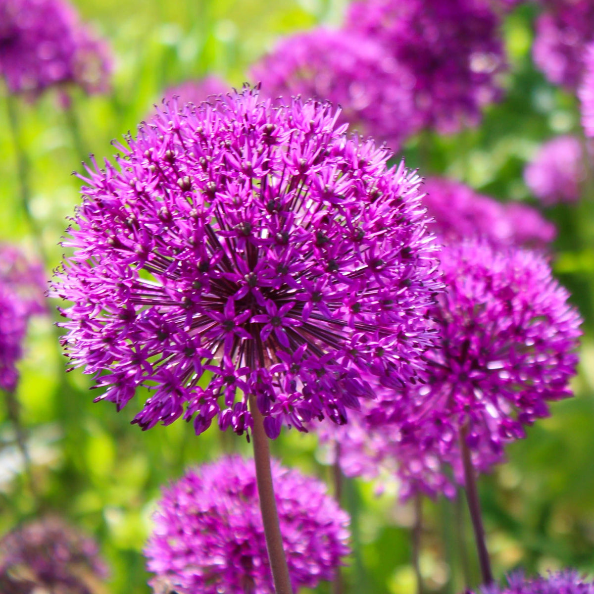 Close-up of Allium &#39;Ambassador&#39; 2L in full bloom, showcasing its vibrant purple, spherical cluster of star-shaped flowers that add a striking touch to garden borders, set against a softly blurred green and purple background.