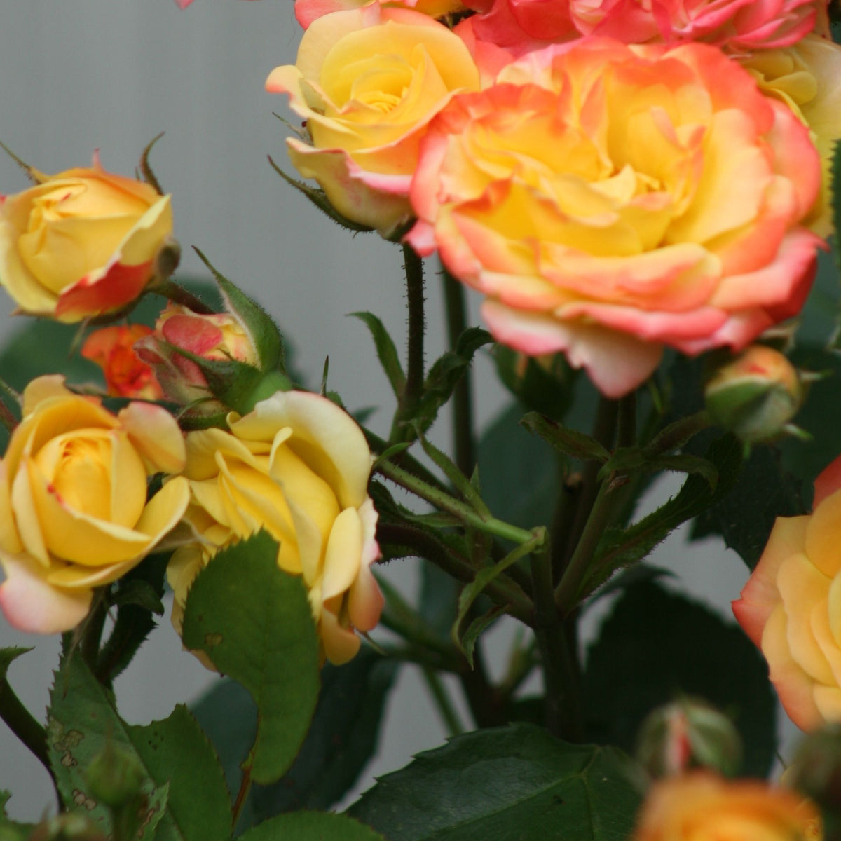 The Rose Masquerade Climbing Floribunda (4L Potted, PRE ORDER DECEMBER &#39;25) features fragrant, double yellow blooms with pink edges, lush green leaves, and award-winning beauty—all set against a softly blurred background.