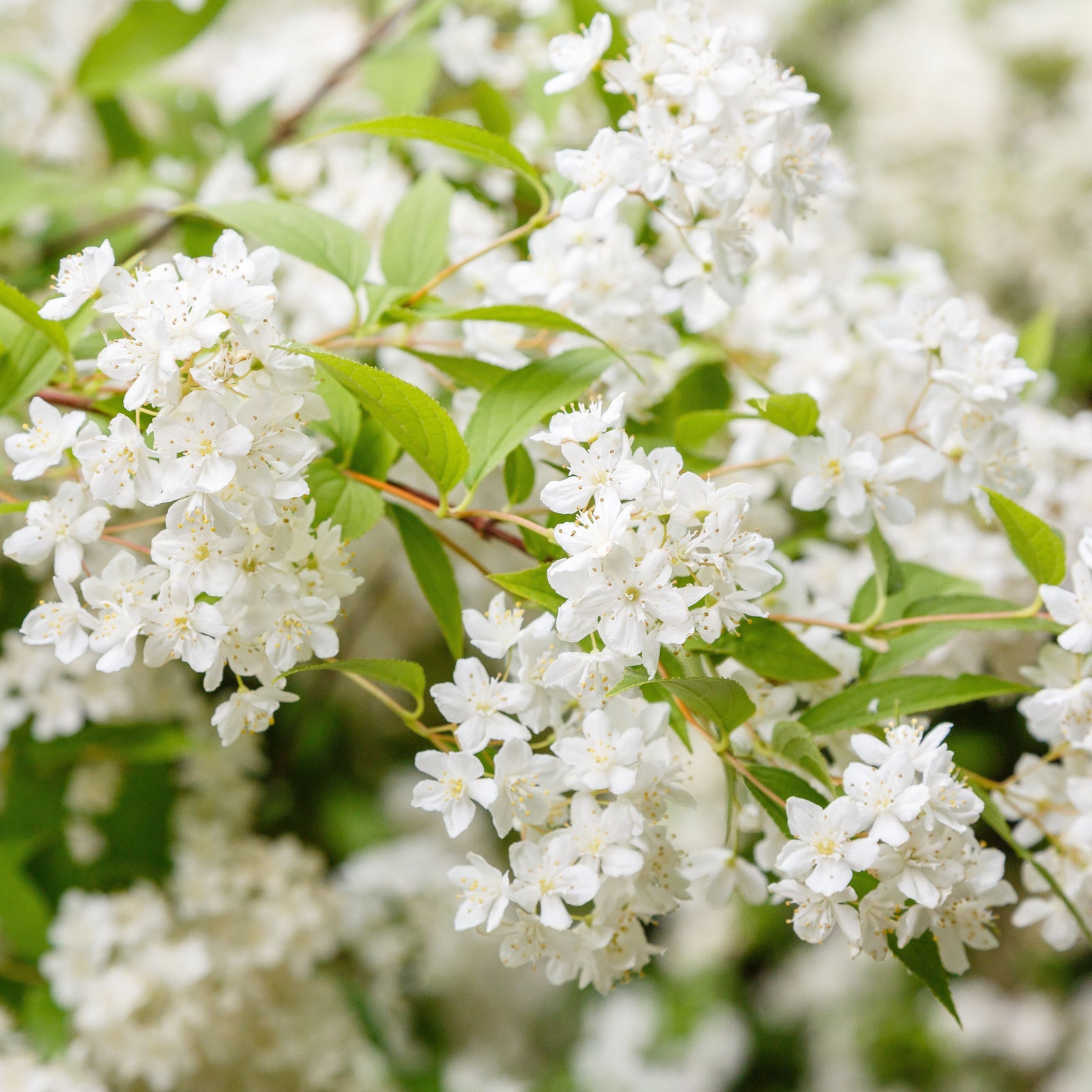 Deutzia gracilis 1L/2L