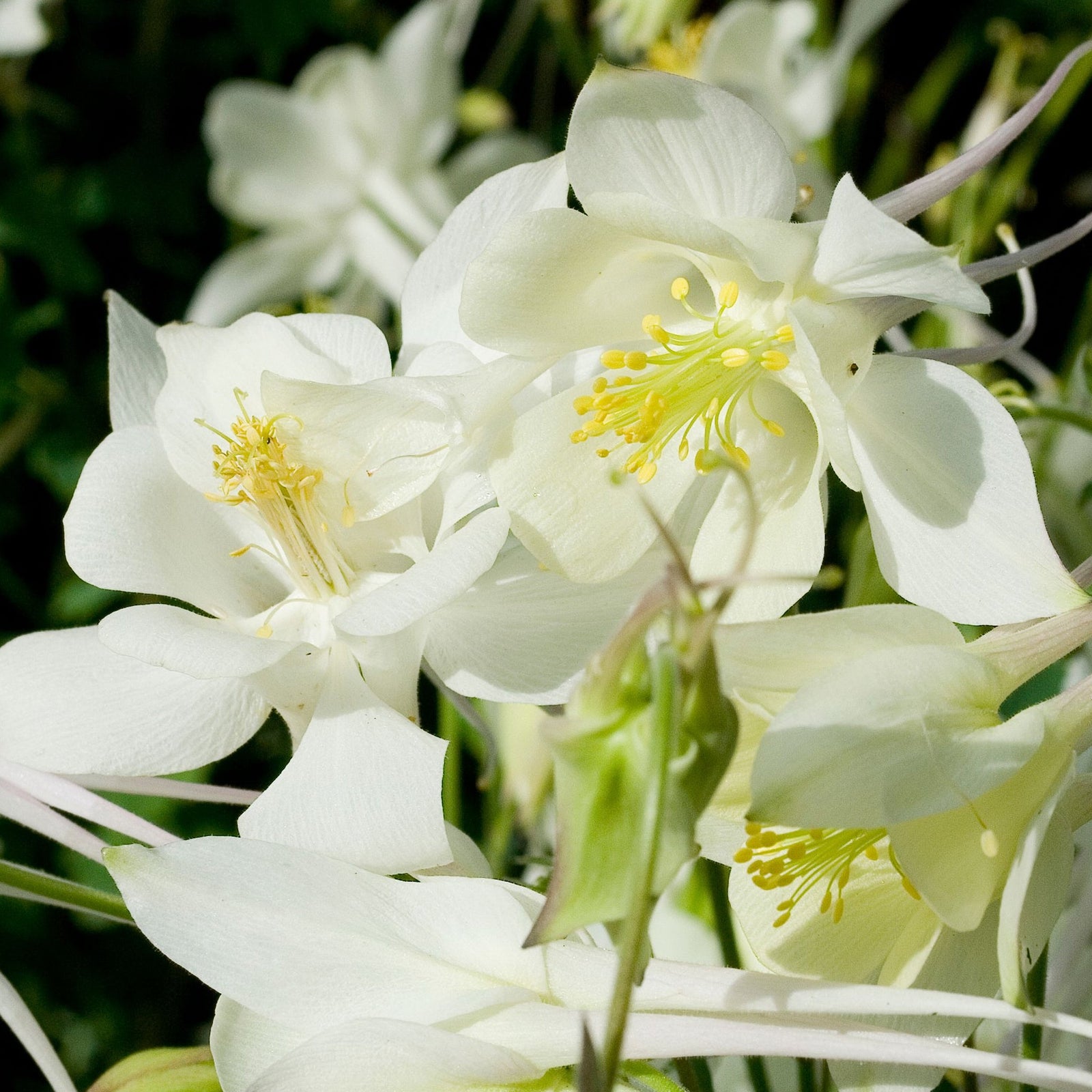 Close-up of Aquilegia 'Spring Magic White' 9cm, showing white flowers with yellow stamens against a blurred green background. This shade-tolerant perennial features delicate clustered petals, ideal for brightening spring gardens.