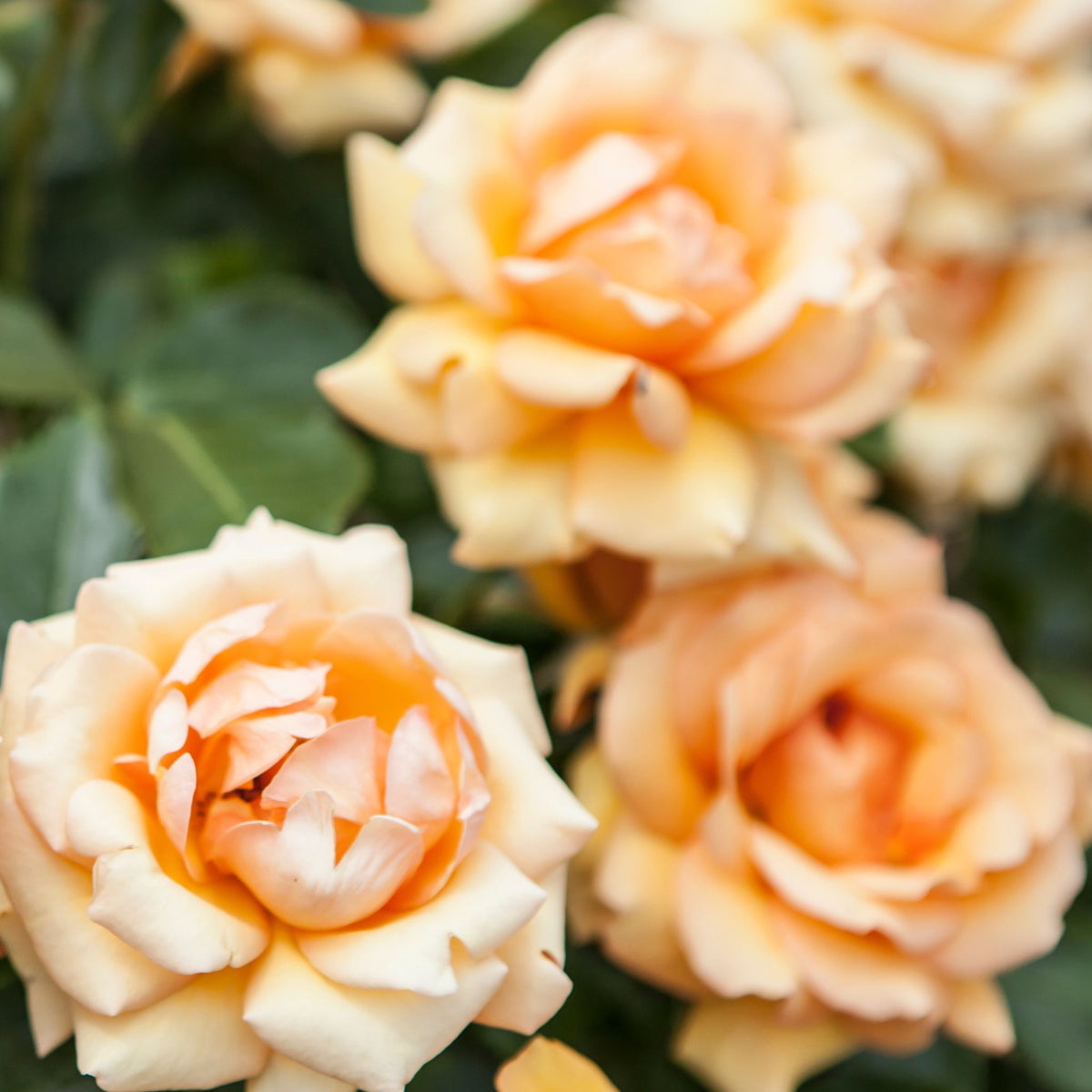 Close-up of Simply The Best Rose, a peach-colored Hybrid Tea Rose in full bloom with lush green leaves and a softly blurred background. 4L potted plant (PRE ORDER DECEMBER &#39;25).
