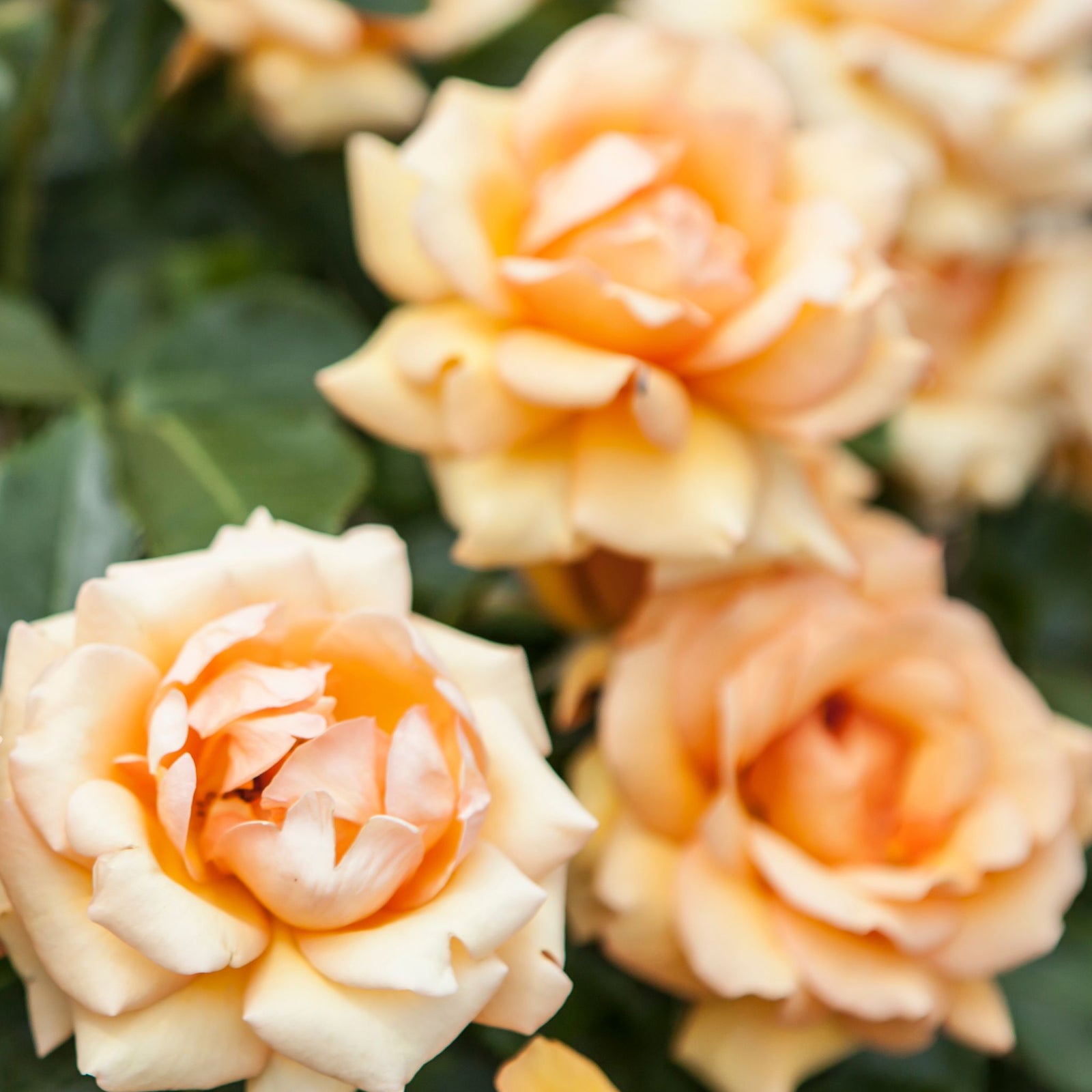 Close-up of Simply The Best Rose, a peach-colored Hybrid Tea Rose in full bloom with lush green leaves and a softly blurred background. 4L potted plant (PRE ORDER DECEMBER '25).