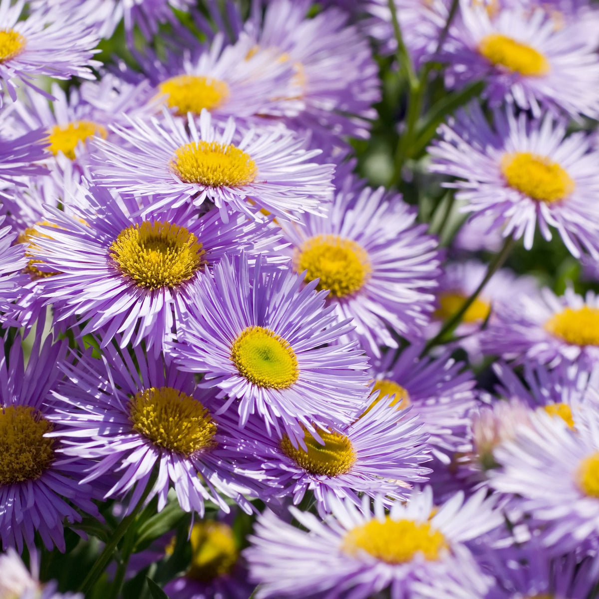 Erigeron &#39;Azure Beauty&#39; 9cm