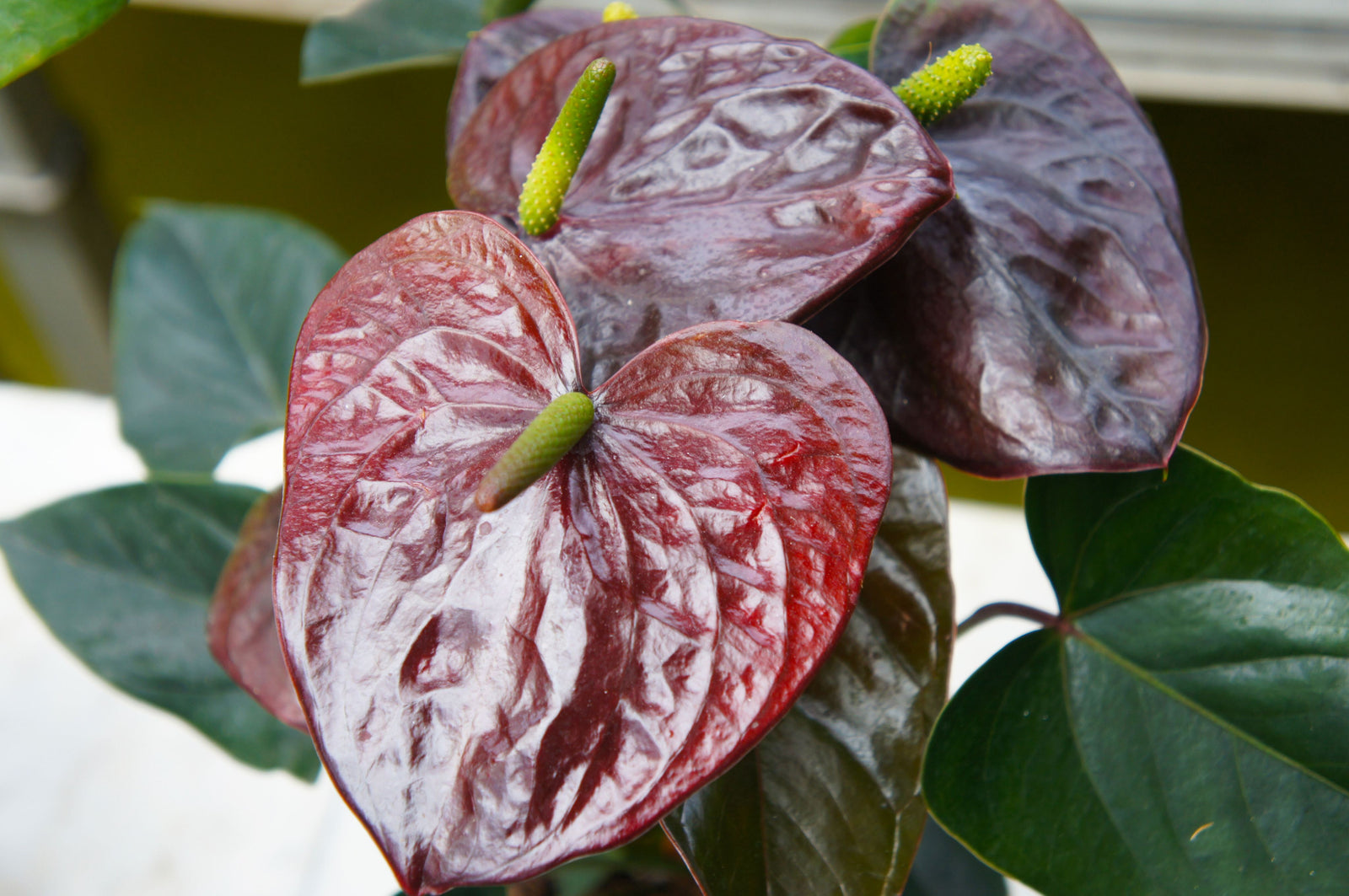 A close-up of the Anthurium ‘Black Queen’ (40-45cm), a striking houseplant with dark maroon, glossy red flowers, waxy petals sprinkled with water droplets, and a vivid green spadix, set against softly blurred green foliage.