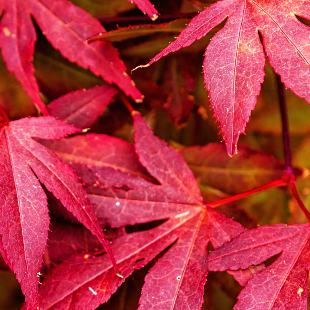 The Acer palmatum Skeeter&#39;s Broom 3L features vivid red-purple, pointed leaves with serrated edges, forming a striking textured pattern and delivering showy autumn color in this eye-catching deciduous shrub.