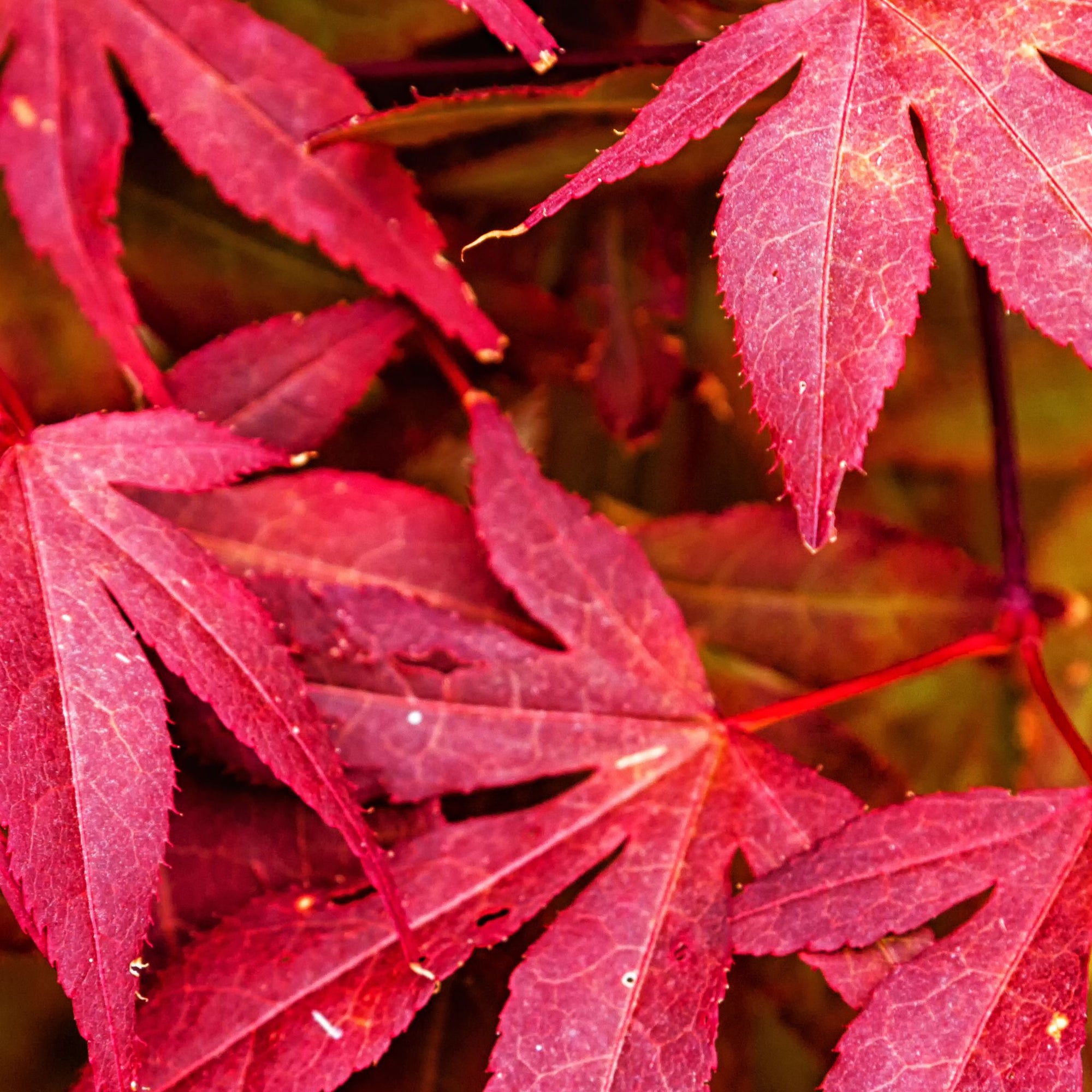 Acer palmatum Skeeter's Broom 3L