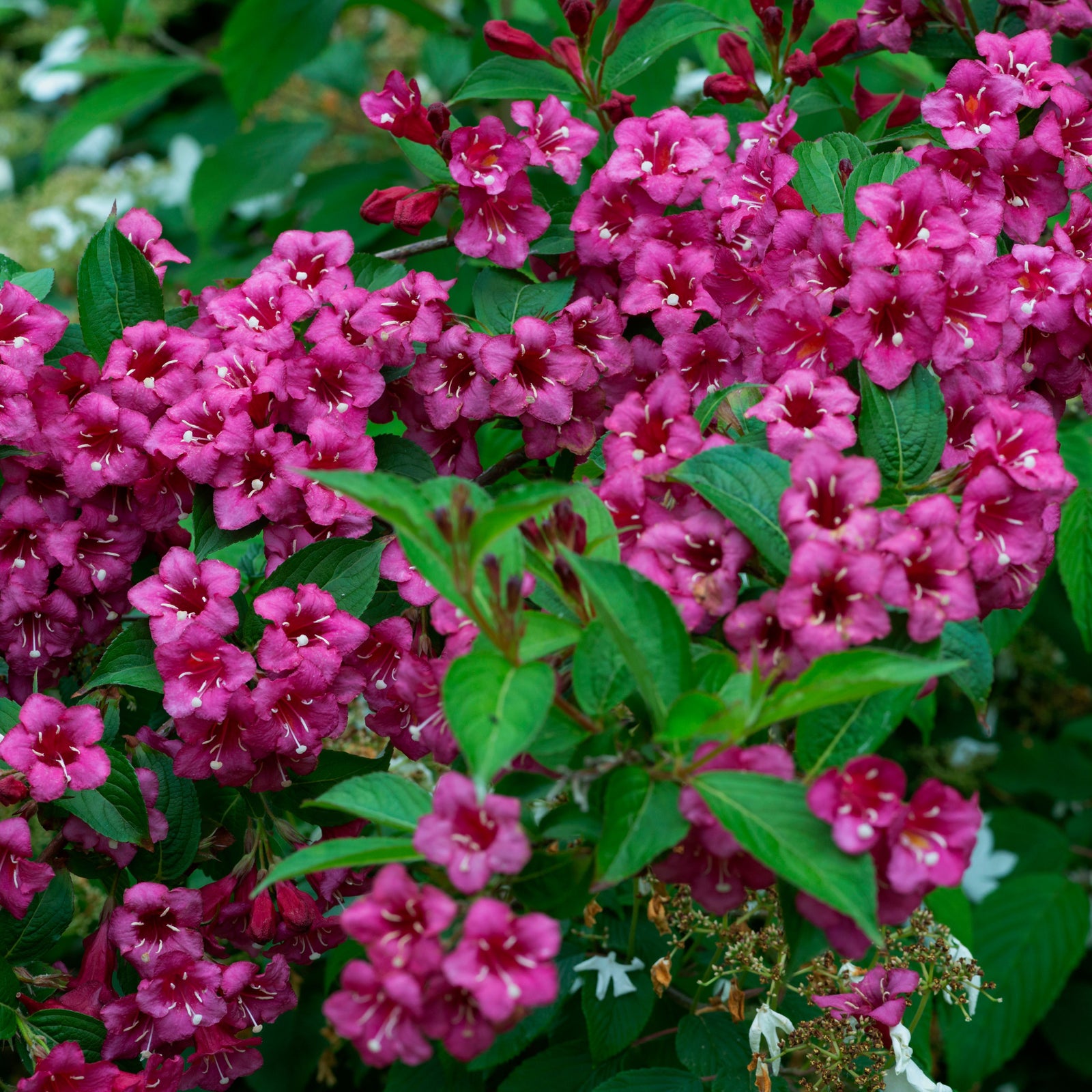 Weigela 'Minuet' 1L / 2L features vibrant pink, bell-shaped flowers with white stamens among green leaves. This deciduous shrub’s dense blooms create a colorful display and make a striking focal point in any garden.