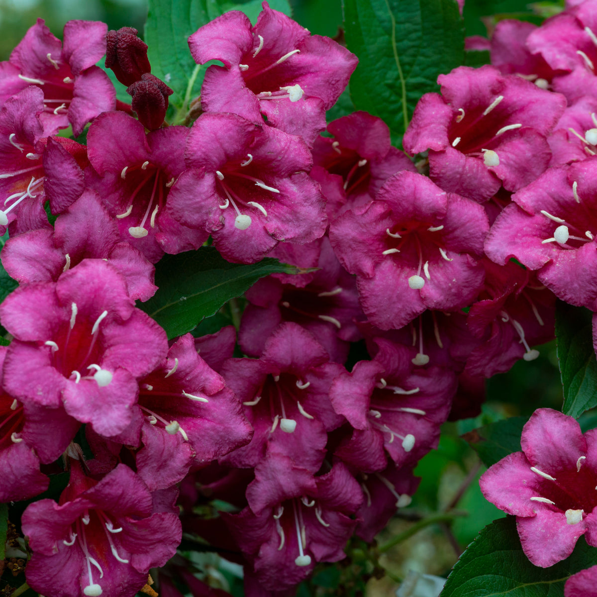 Weigela &#39;Minuet&#39; 1L / 2L features vibrant pink, bell-shaped flowers with white stamens among green leaves. This deciduous shrub’s dense blooms create a colorful display and make a striking focal point in any garden.