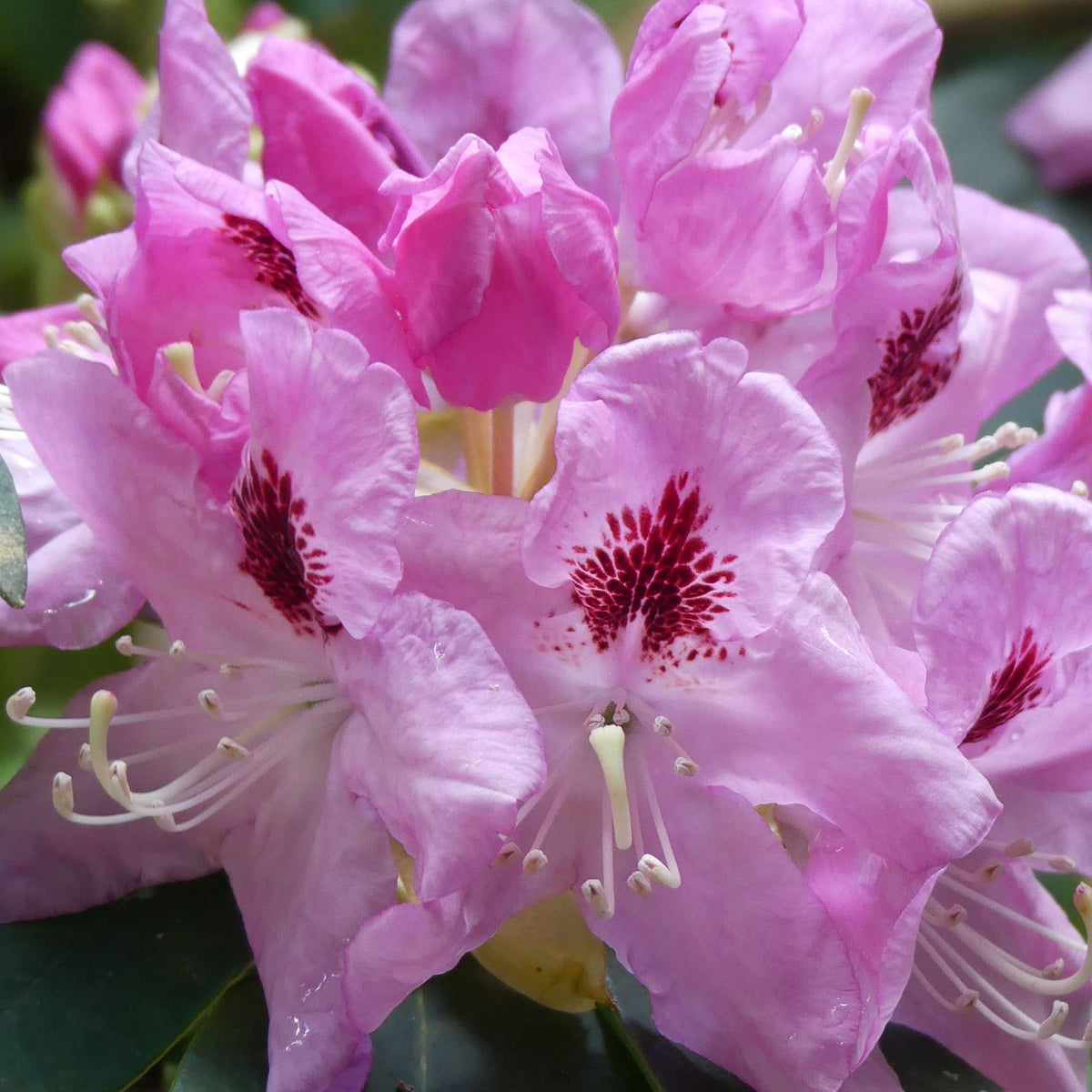 Close-up of Rhododendron Delta 2L / 5L: pink flowers with delicate petals, darker pink speckles near the center, and prominent white stamens stand out against lush green leaves on this stunning flowering shrub.