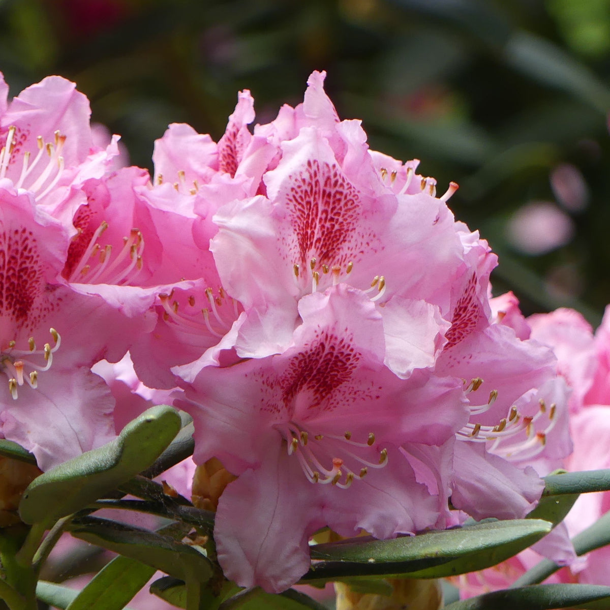 The Rhododendron Delta 2L / 5L features clusters of vibrant pink blooms, creating a stunning display on this flowering shrub.